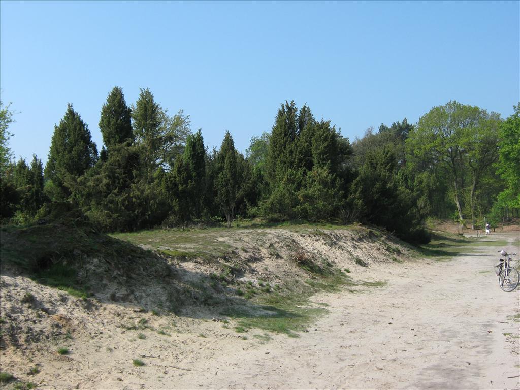 Juniperus communis (door Toon Verrijdt)