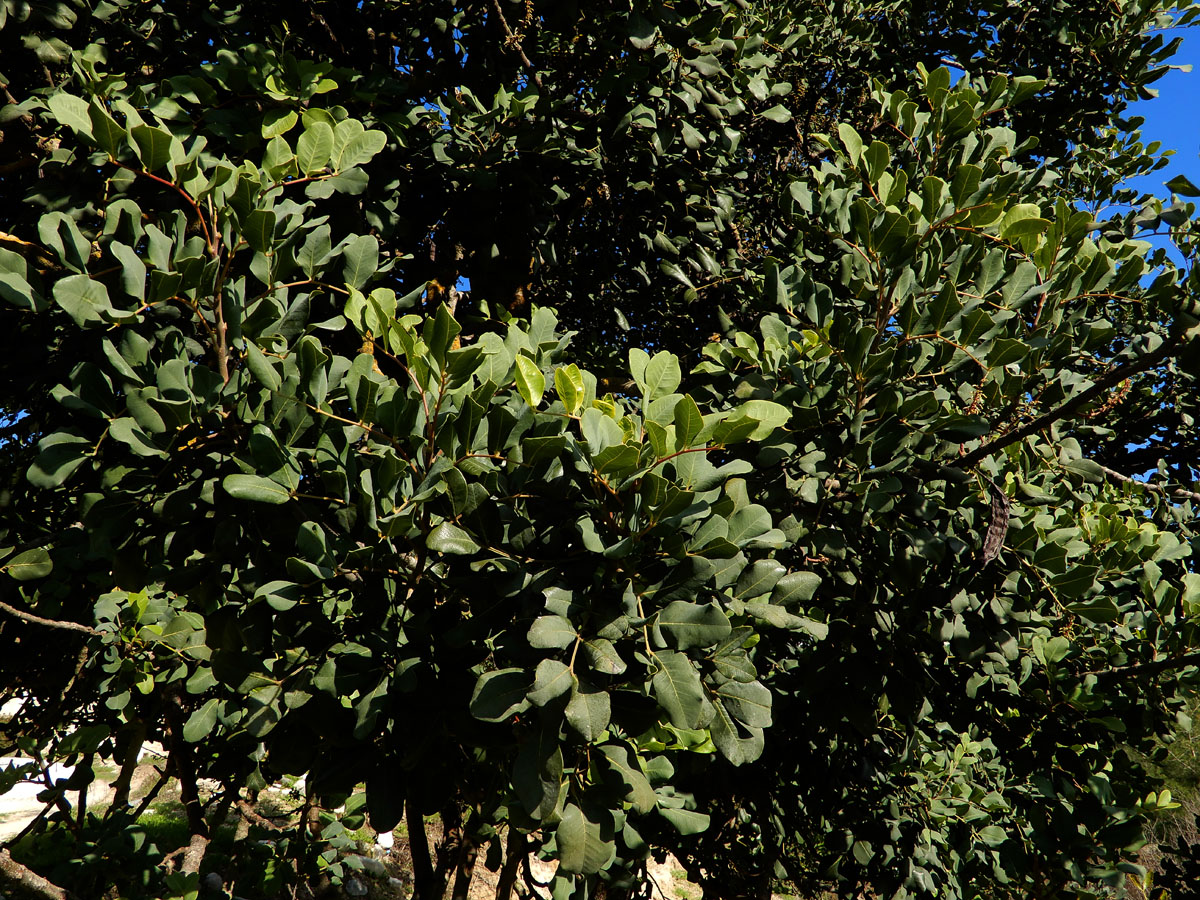 Ceratonia siliqua (door Ed Stikvoort | Saxifraga)