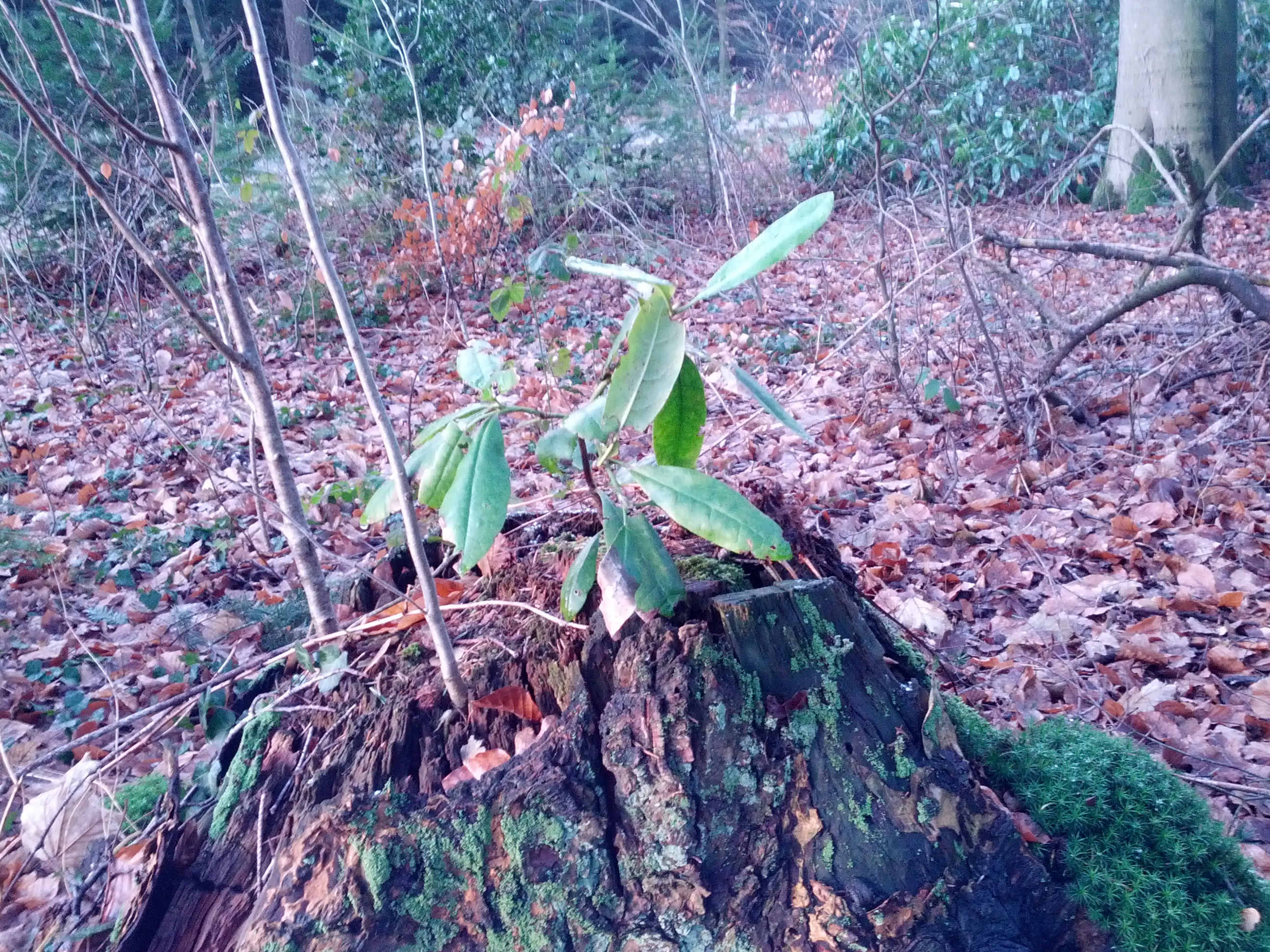 Rhododendron ponticum (door Ruud Beringen)