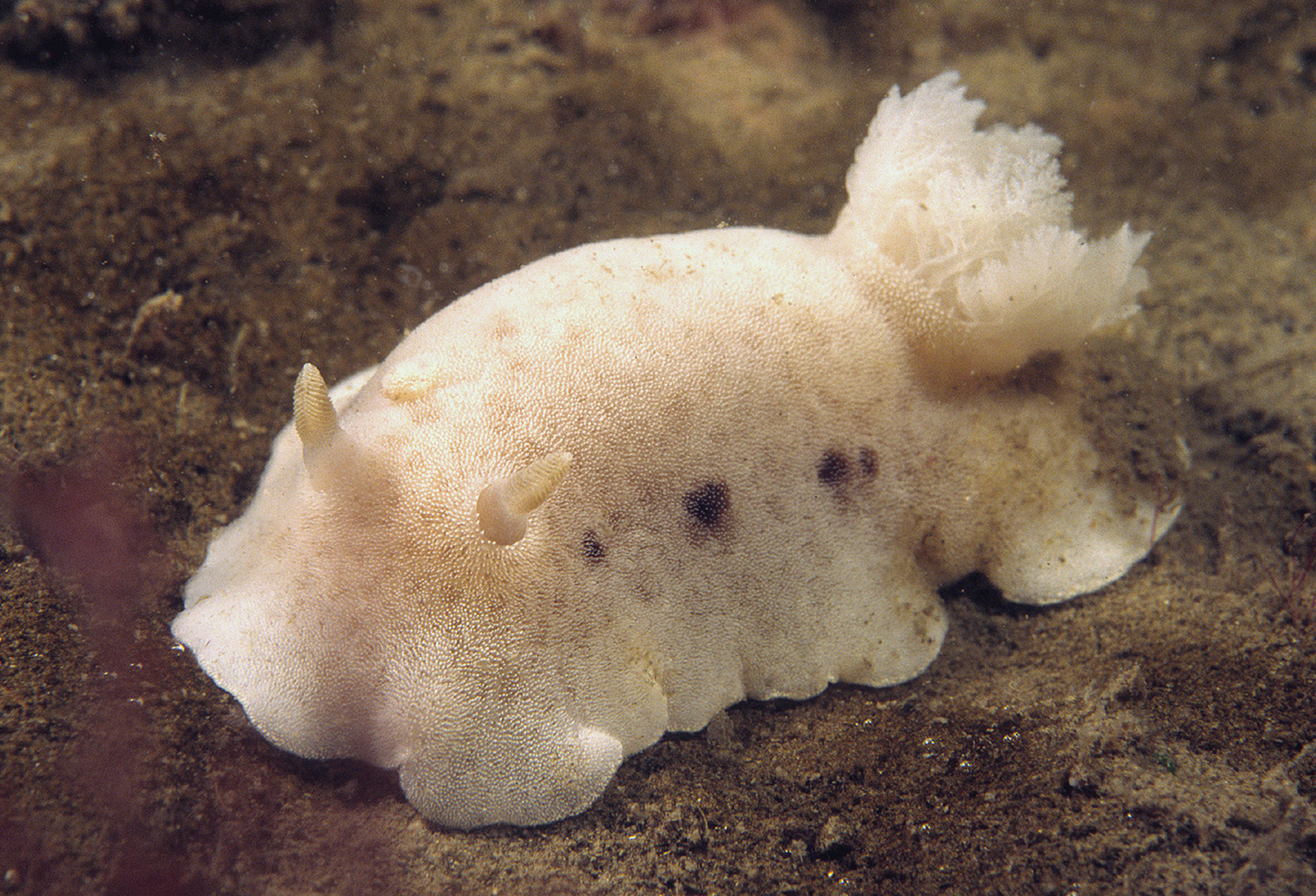 Jorunna tomentosa (door Marion Haarsma)