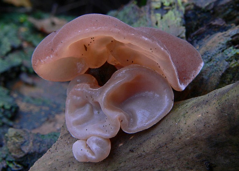 Auricularia auricula-judae (door Hans Meulenbelt)