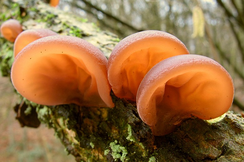 Auricularia auricula-judae (door Gio van Bernebeek)