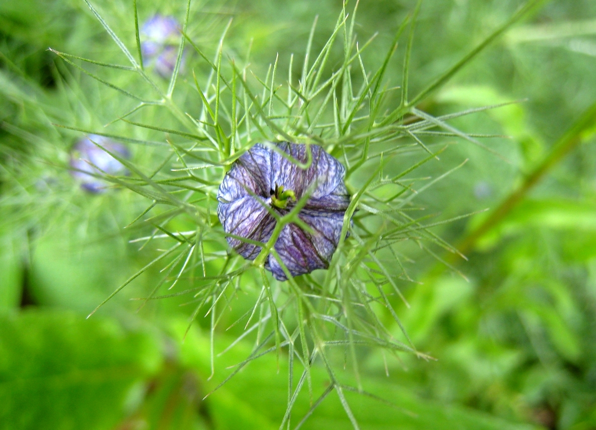 Nigella damascena (door Joke Schaminée-Sluis)