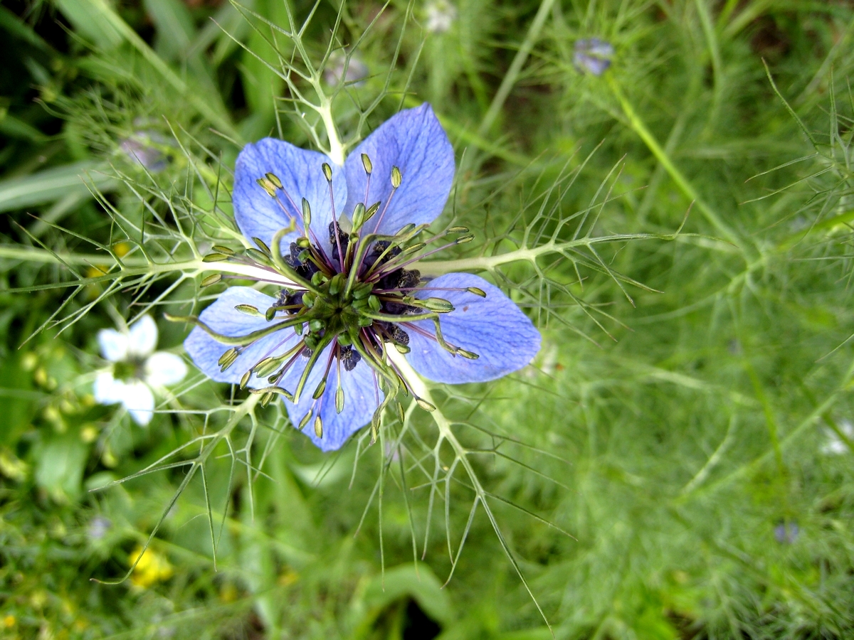 Nigella damascena (door Joke Schaminée-Sluis)