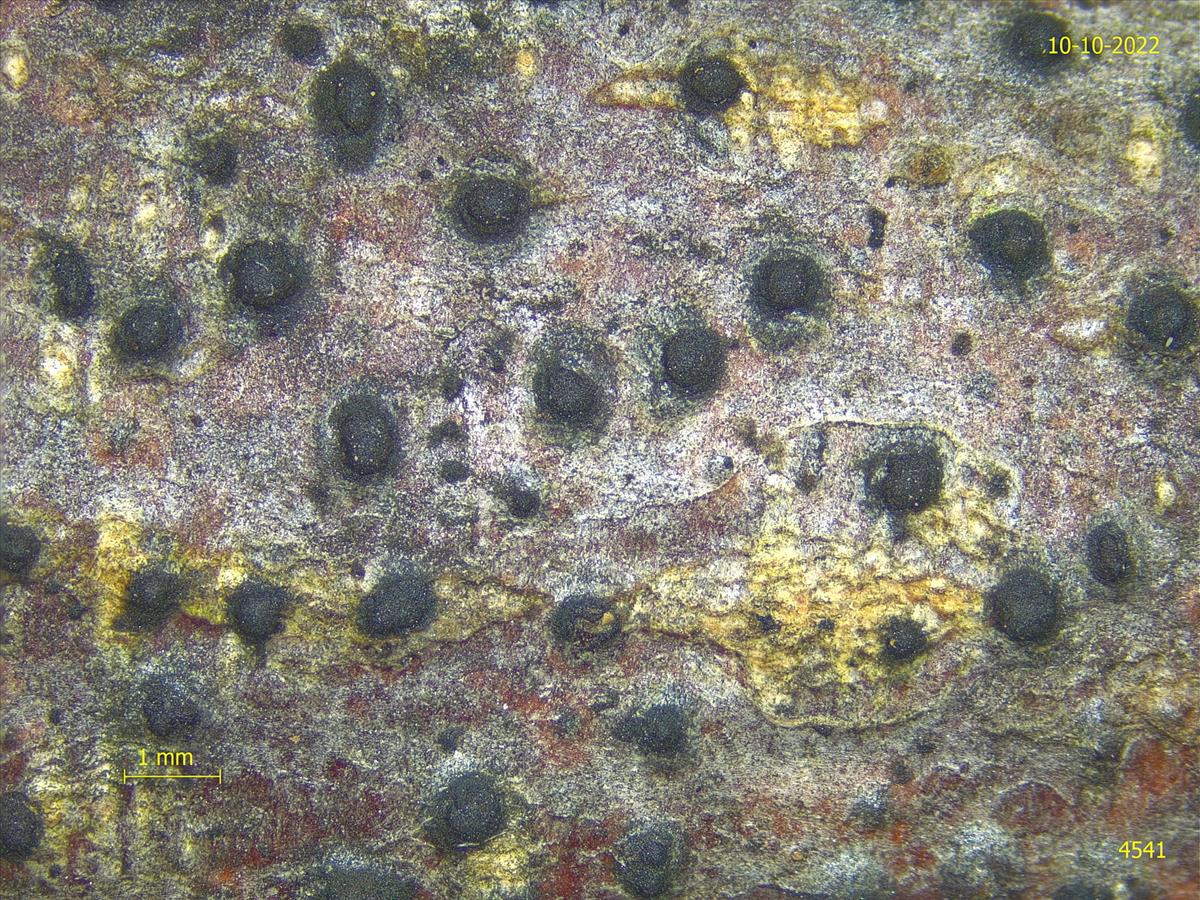 Juglanconis pterocaryae (door Eduard Osieck)