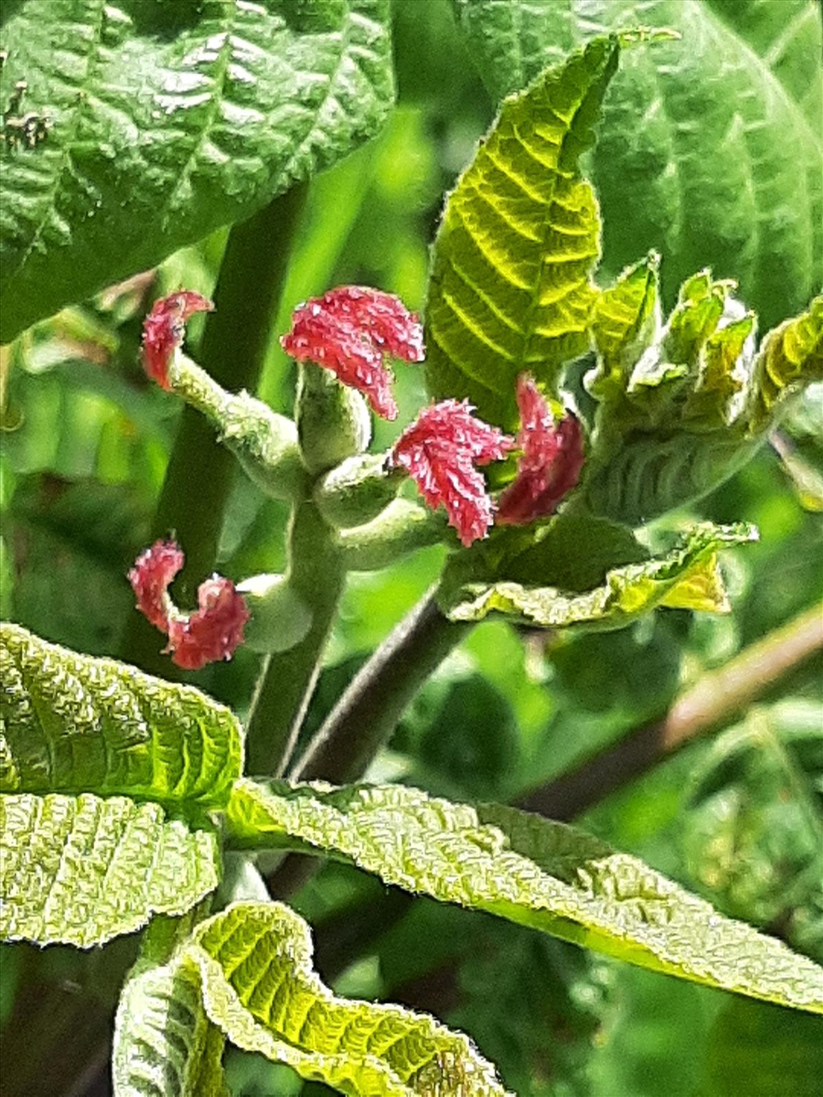 Juglans ailanthifolia (door Ruud Beringen)