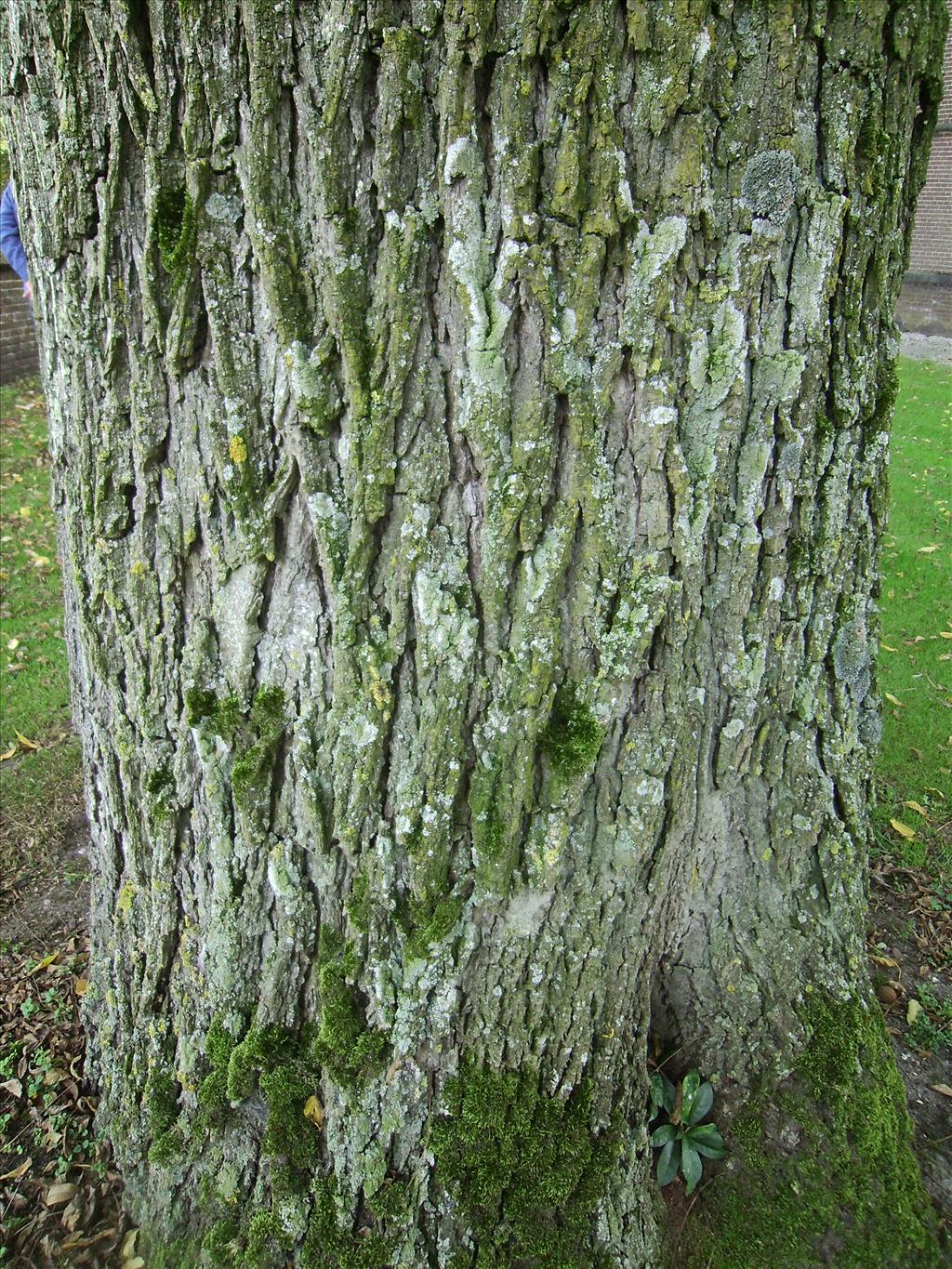 Juglans nigra (door Toon Verrijdt)