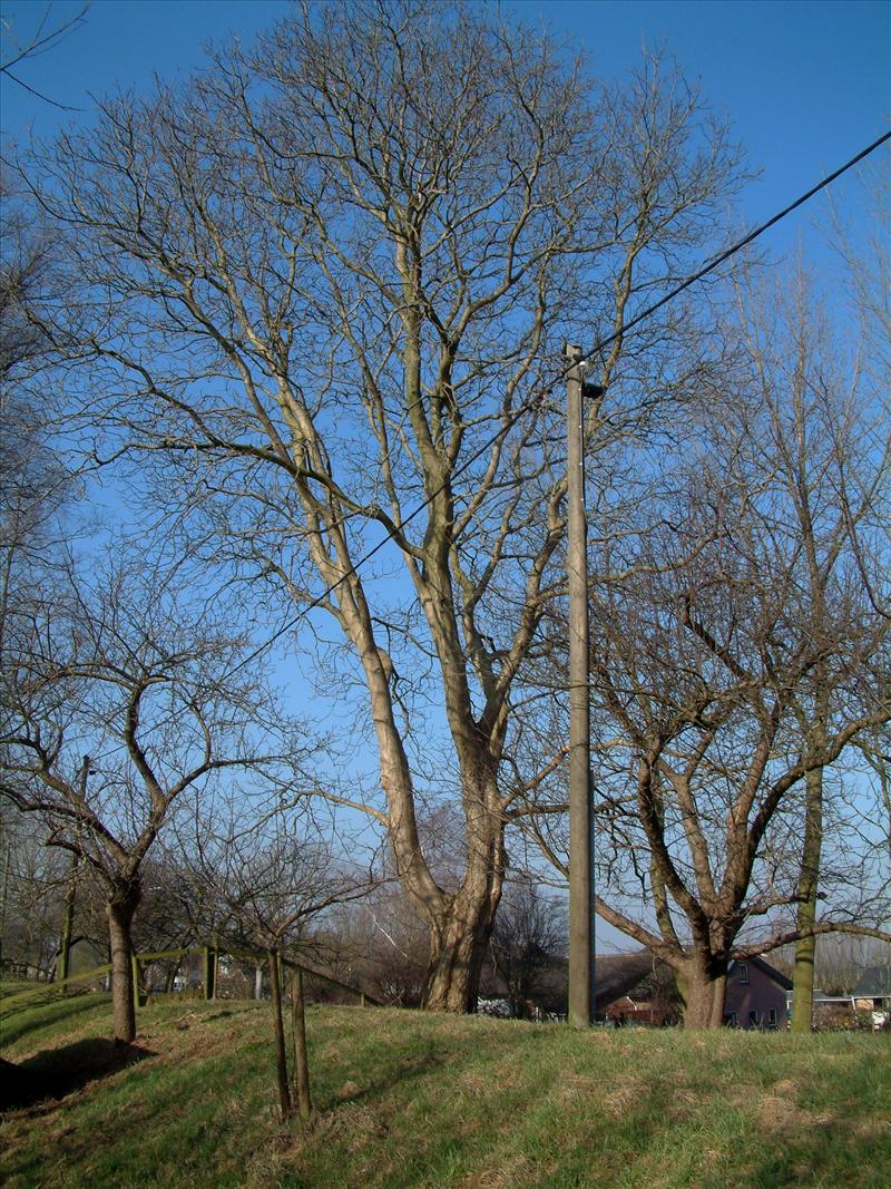 Juglans regia (door Adrie van Heerden)