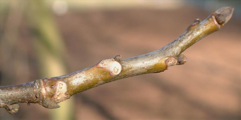 Juglans regia (door Adrie van Heerden)