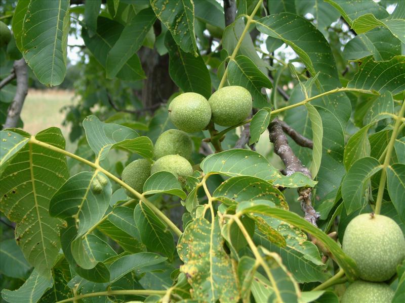 Juglans regia (door Adrie van Heerden)