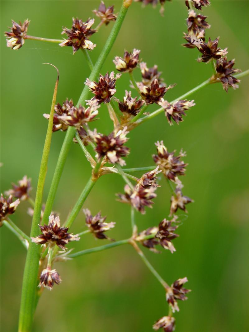 Juncus acutiflorus (door Adrie van Heerden)