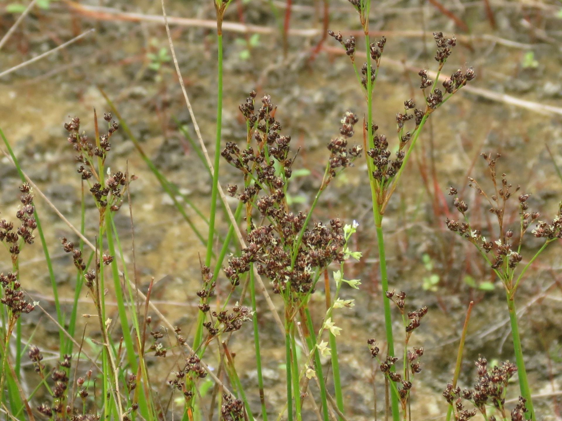 Juncus alpinoarticulatus/anceps (door Pieter Stolwijk)