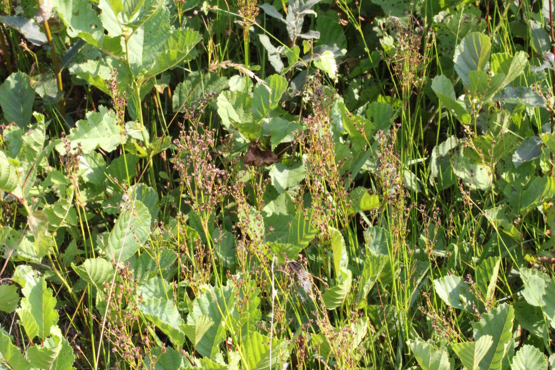 Juncus alpinoarticulatus/anceps (door Pieter Stolwijk)