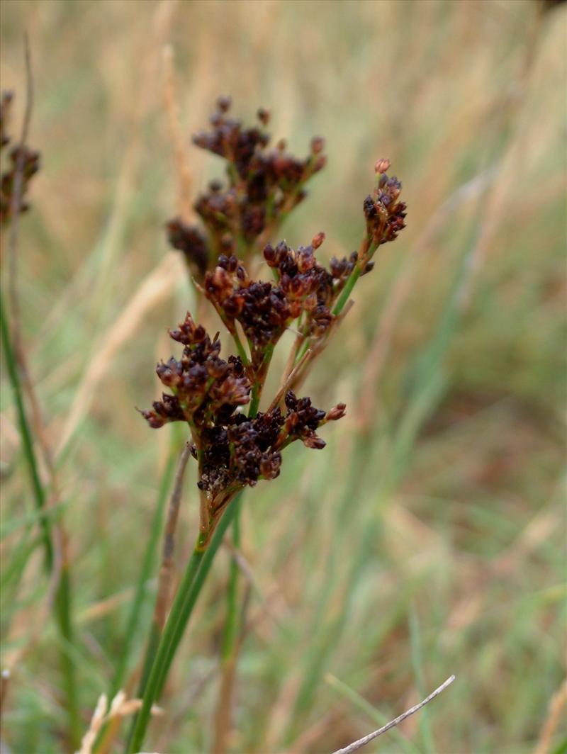 Juncus alpinoarticulatus/anceps (door Adrie van Heerden)