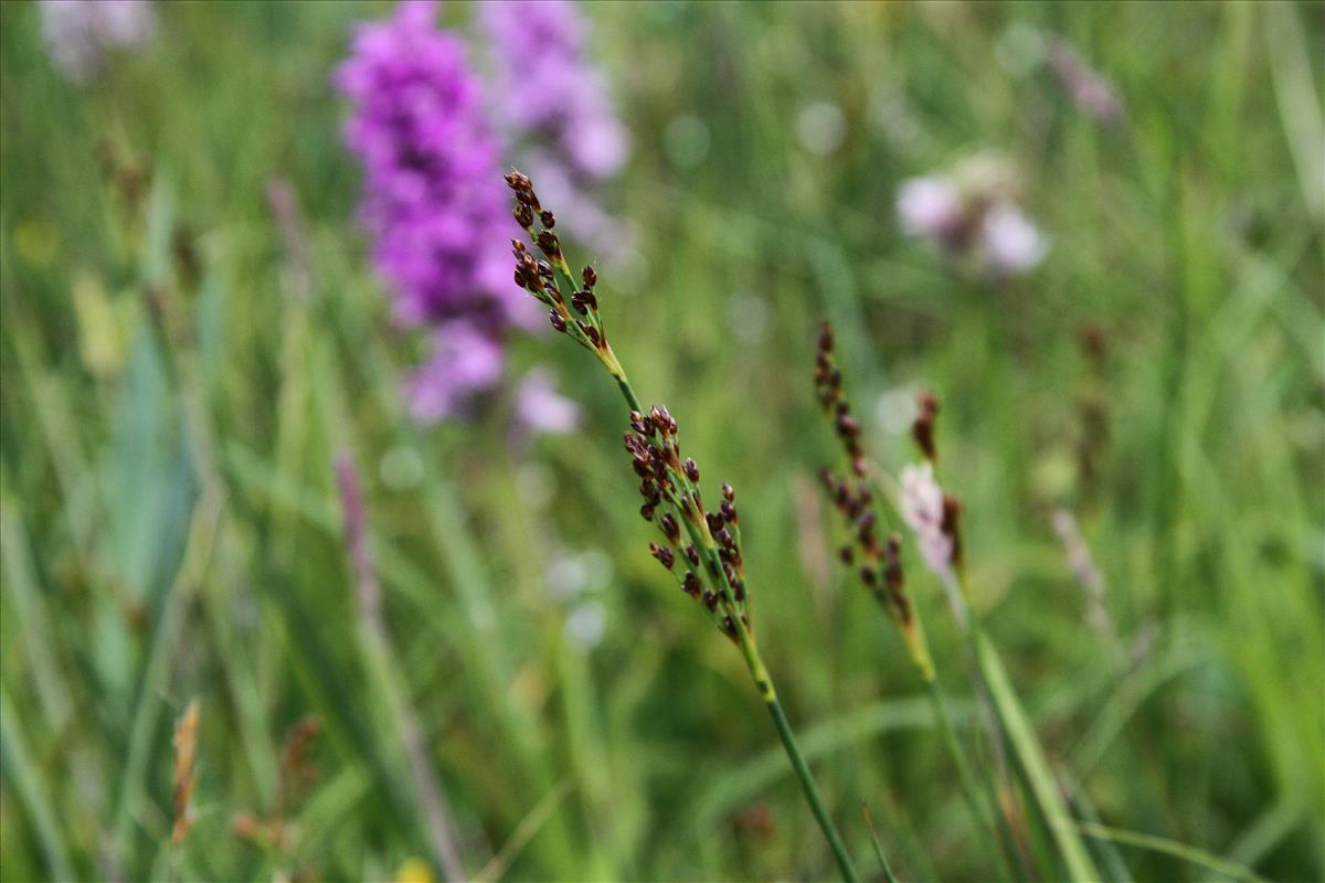 Juncus anceps (door Stef van Walsum)