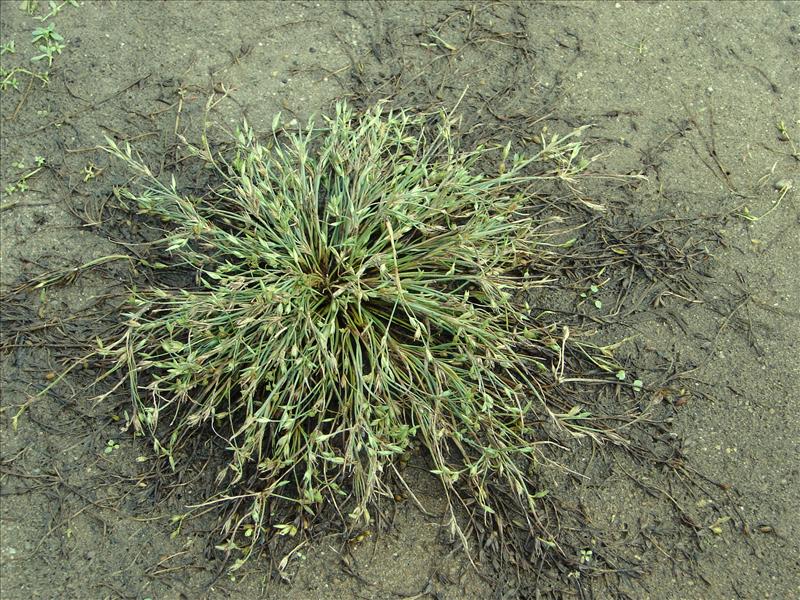 Juncus ranarius (door Adrie van Heerden)