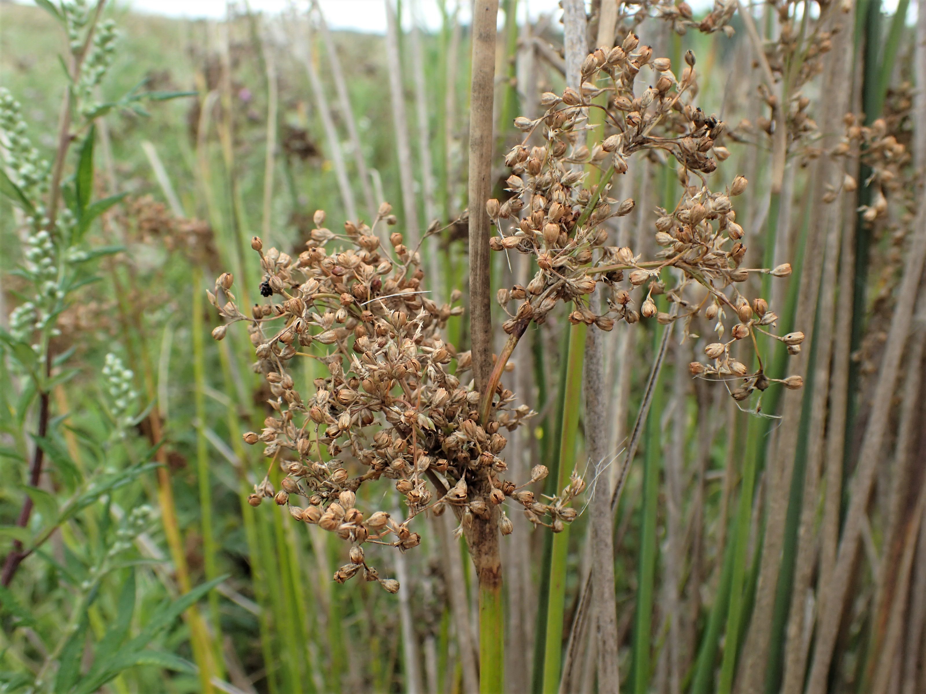 Juncus aridicola (door Sipke Gonggrijp)