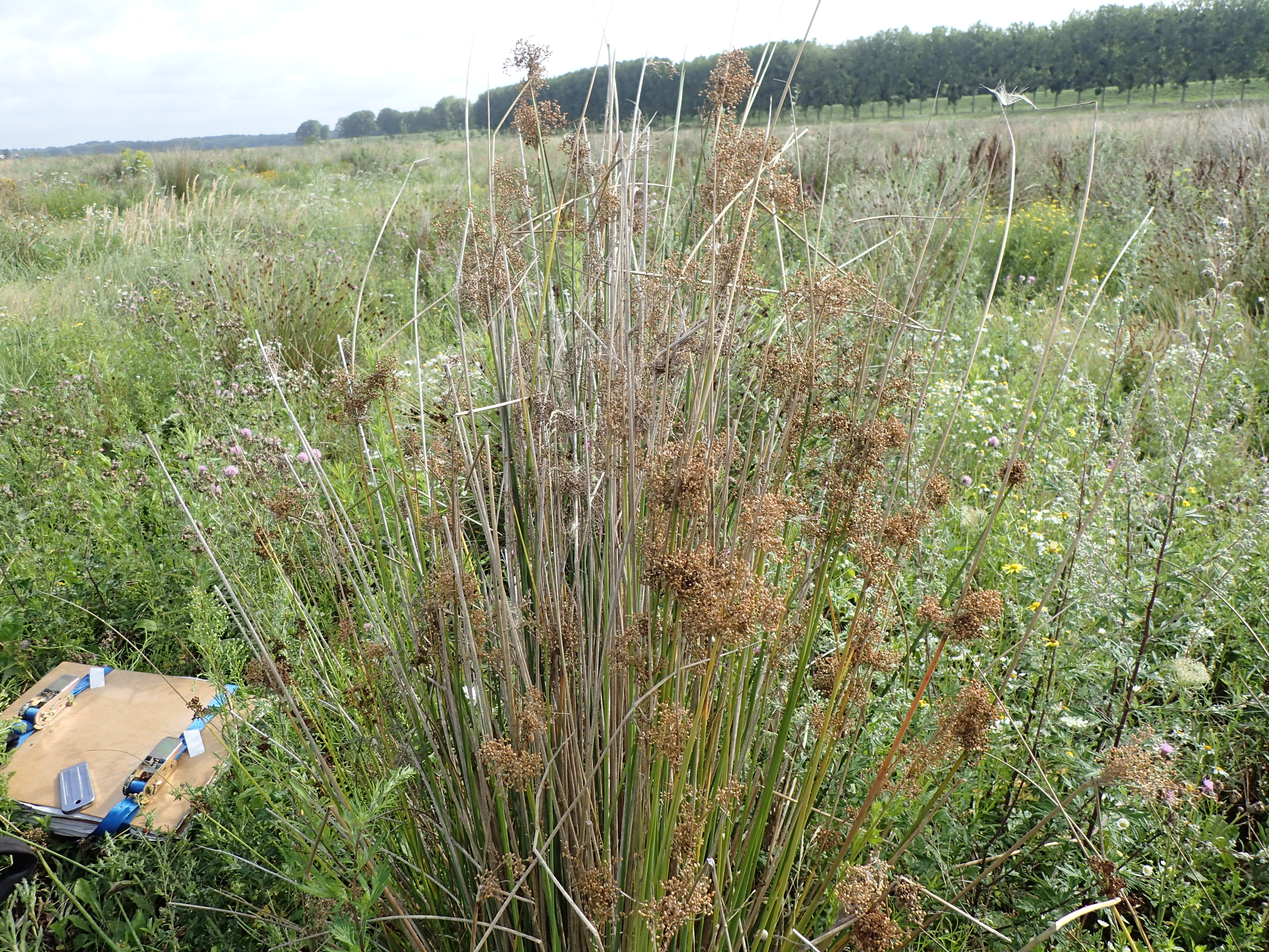 Juncus aridicola (door Sipke Gonggrijp)