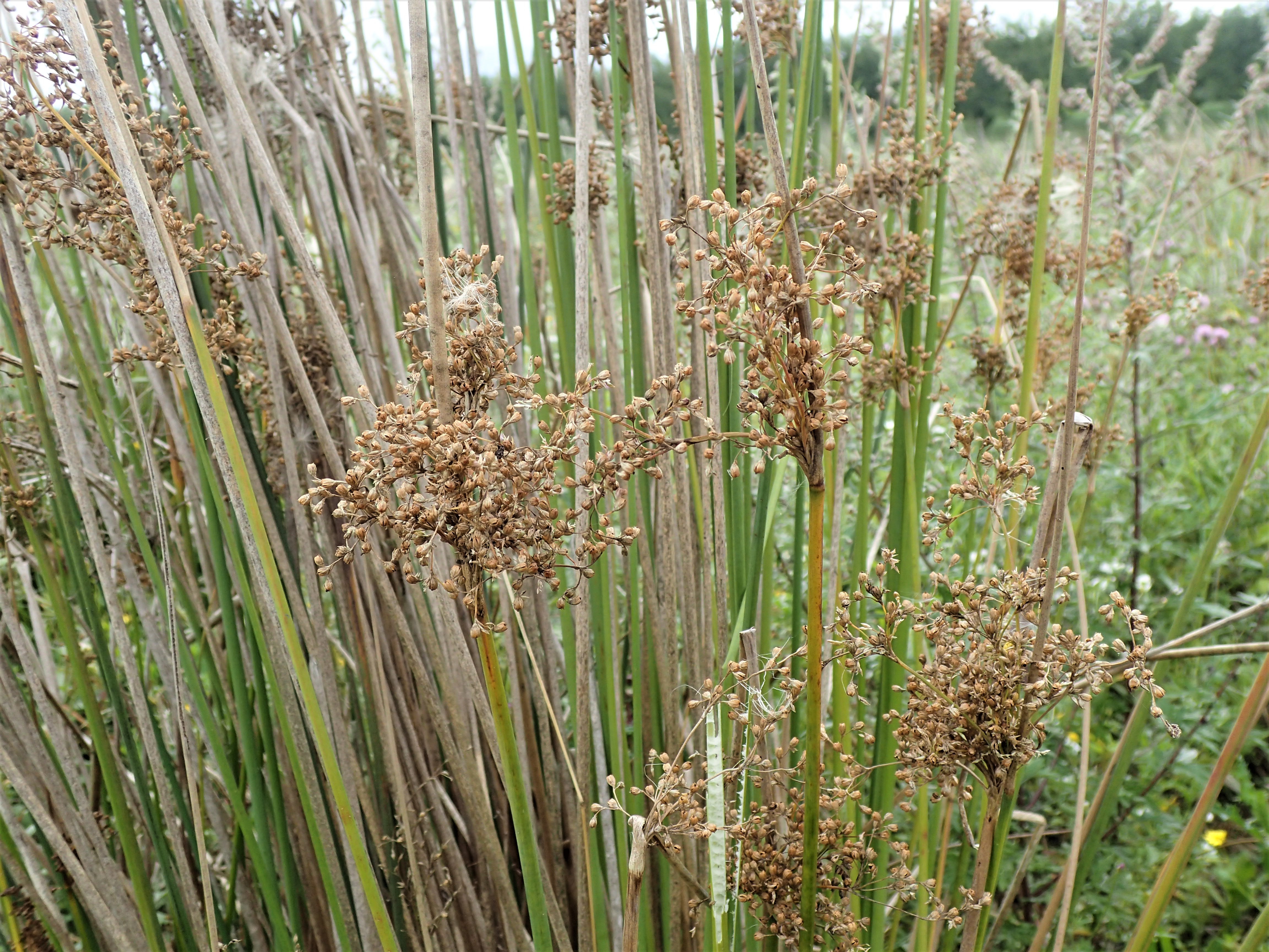 Juncus aridicola (door Sipke Gonggrijp)