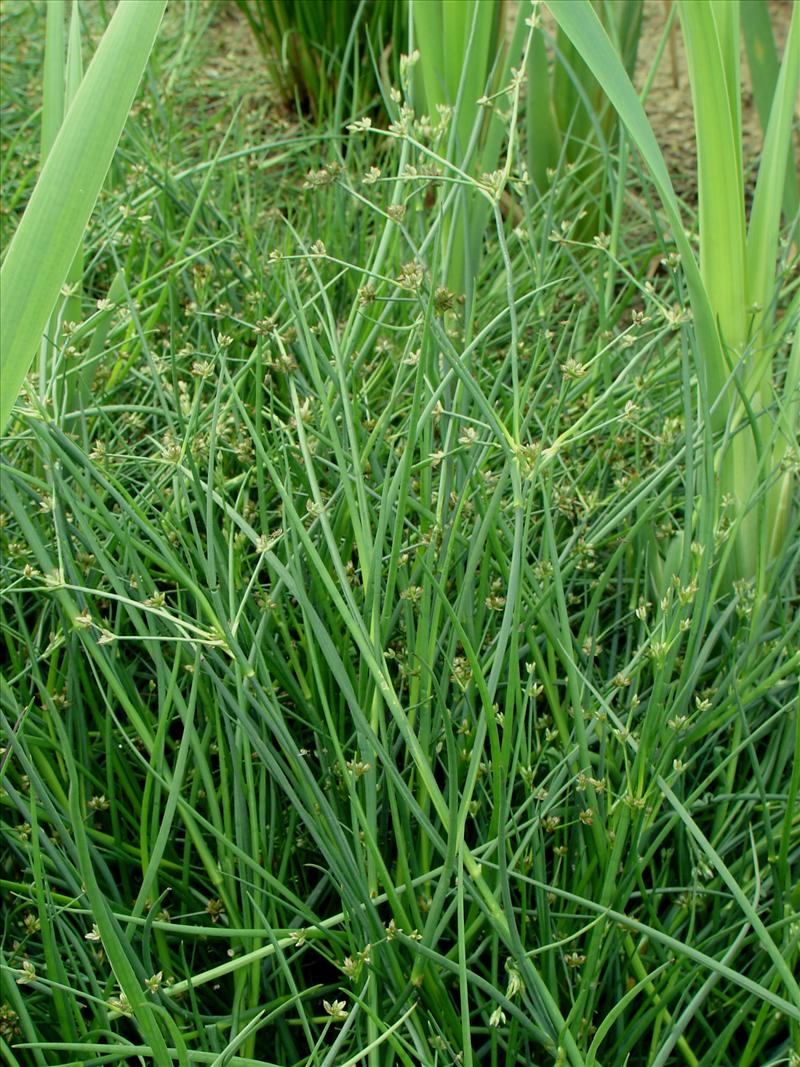 Juncus articulatus (door Adrie van Heerden)