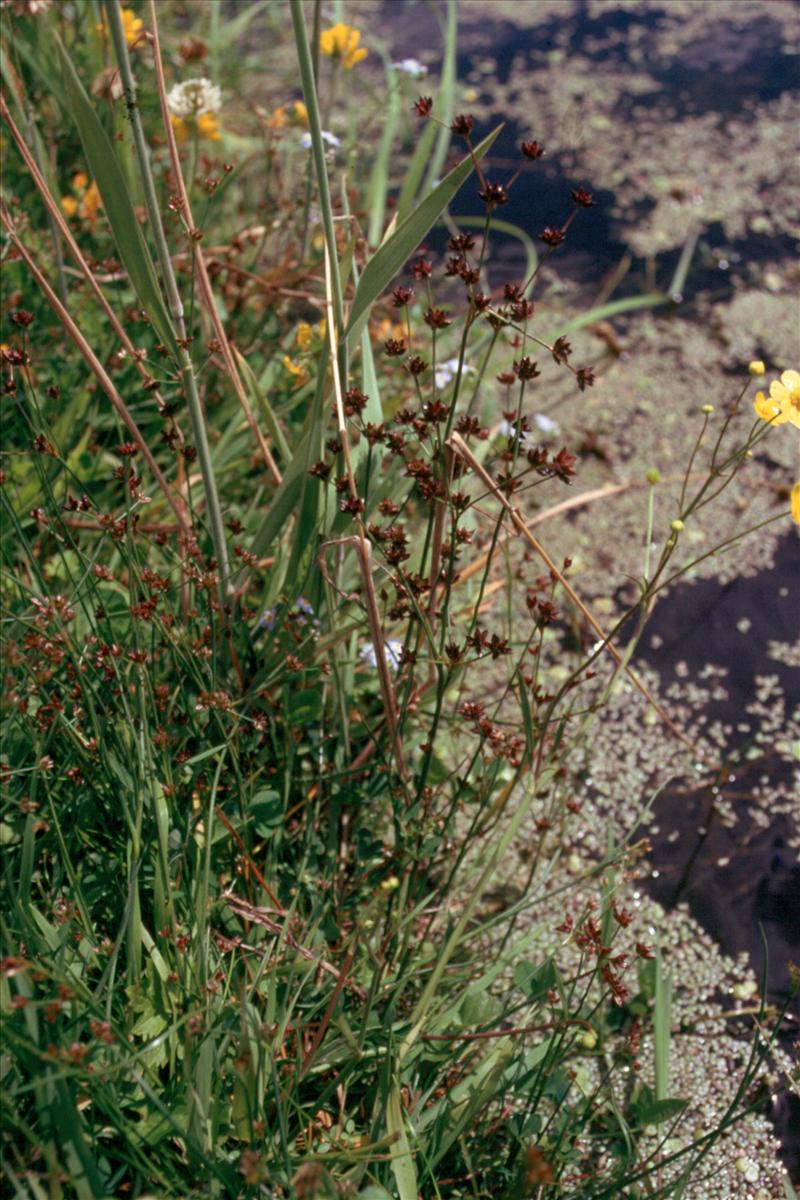 Juncus articulatus (door Adrie van Heerden)