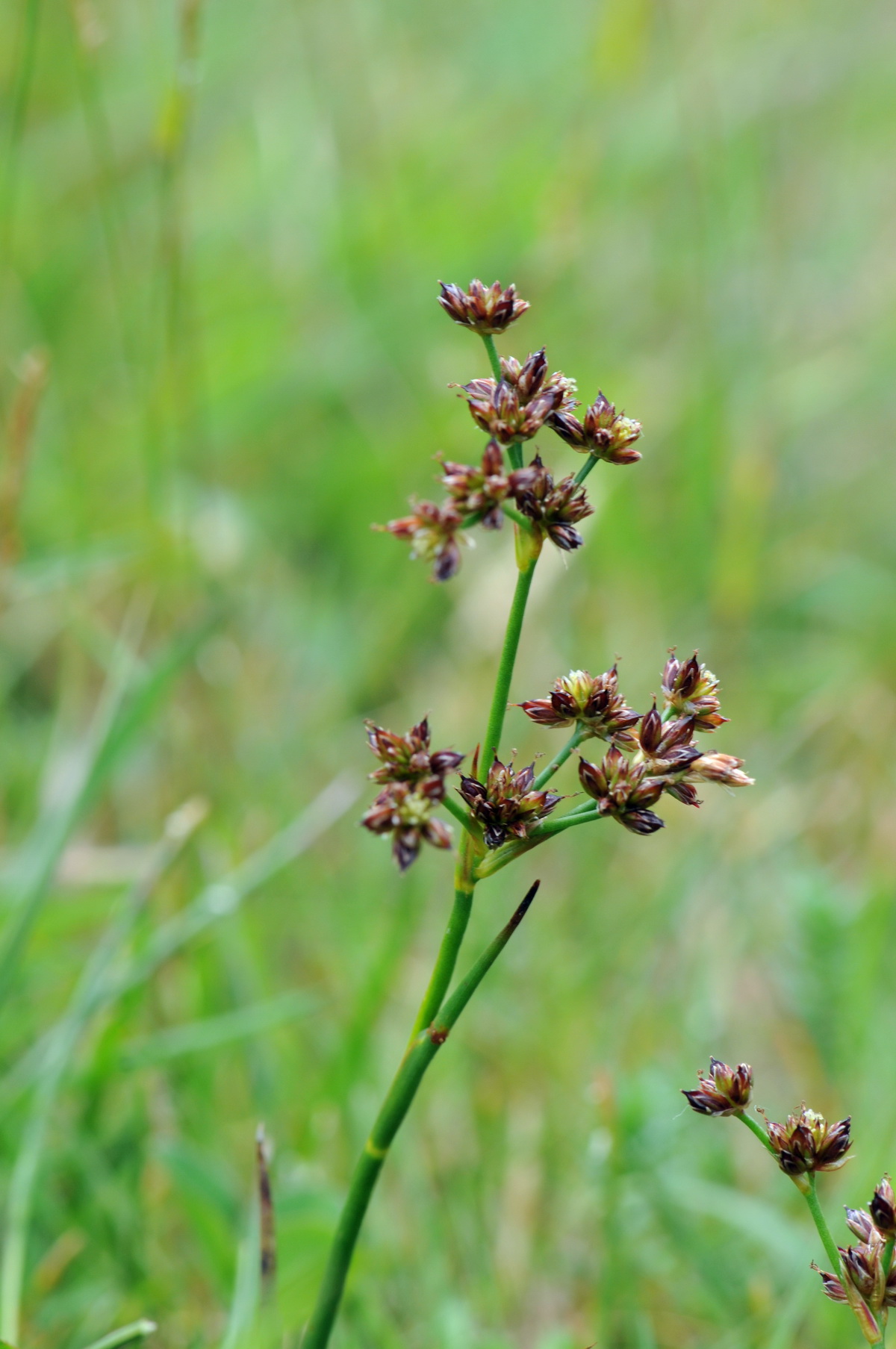 Juncus articulatus (door Hans Toetenel)