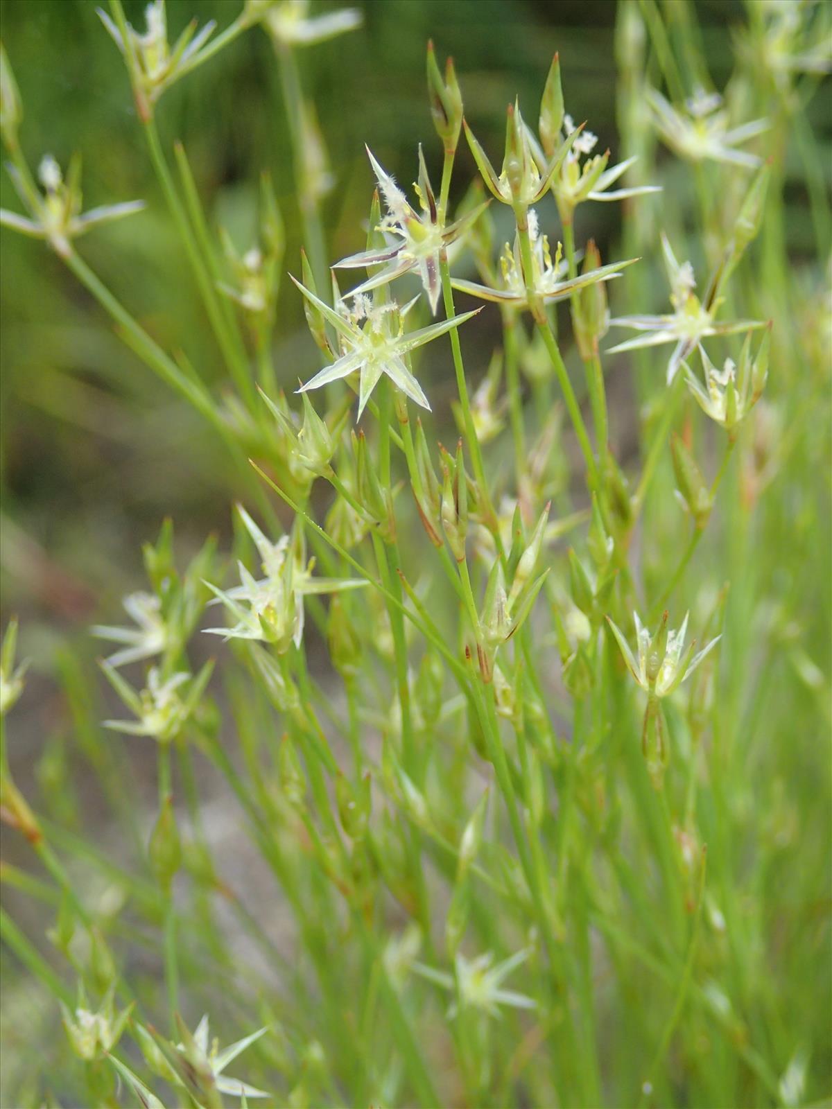 Juncus bufonius (door Adrie van Heerden)