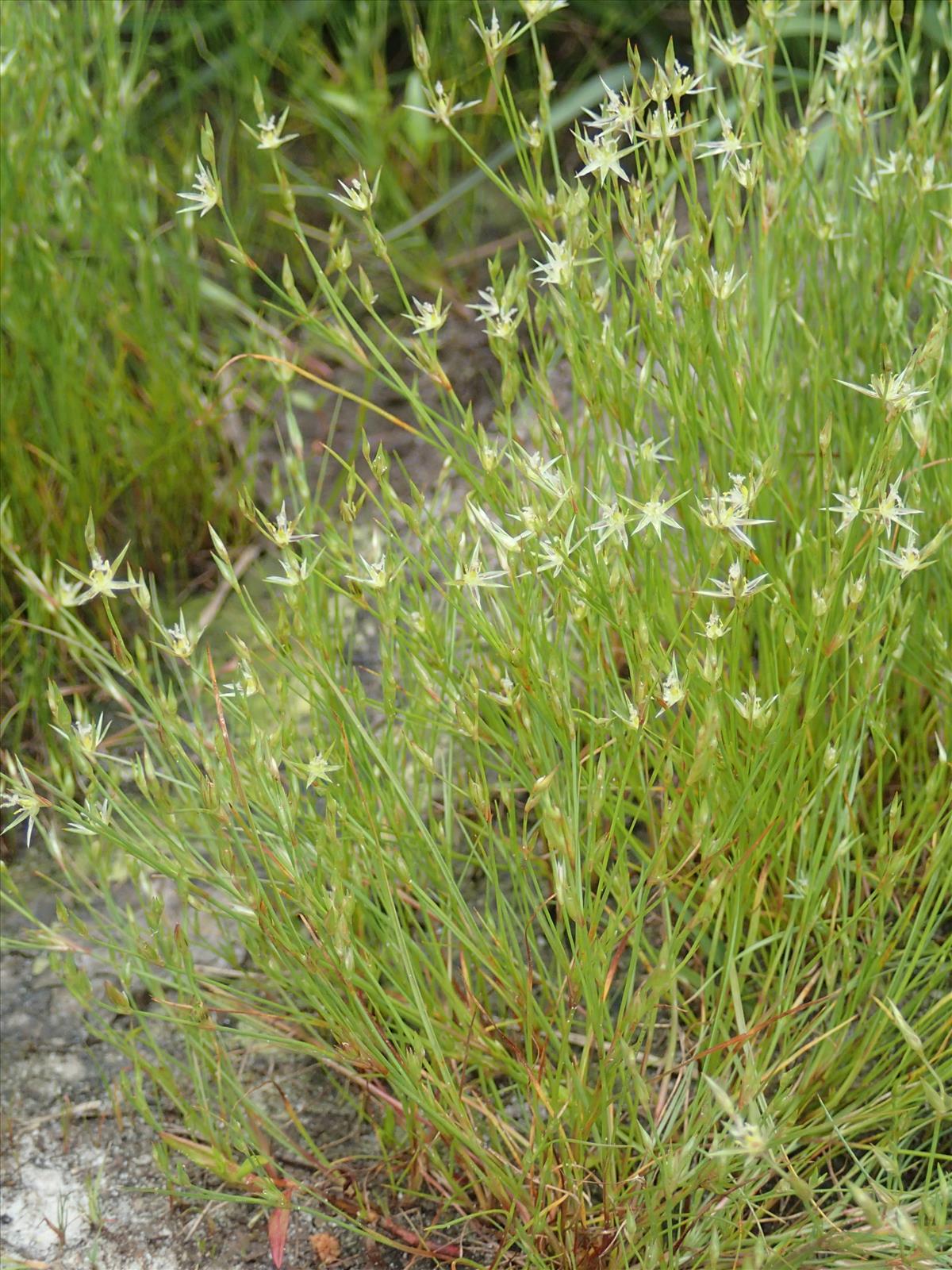 Juncus bufonius (door Adrie van Heerden)