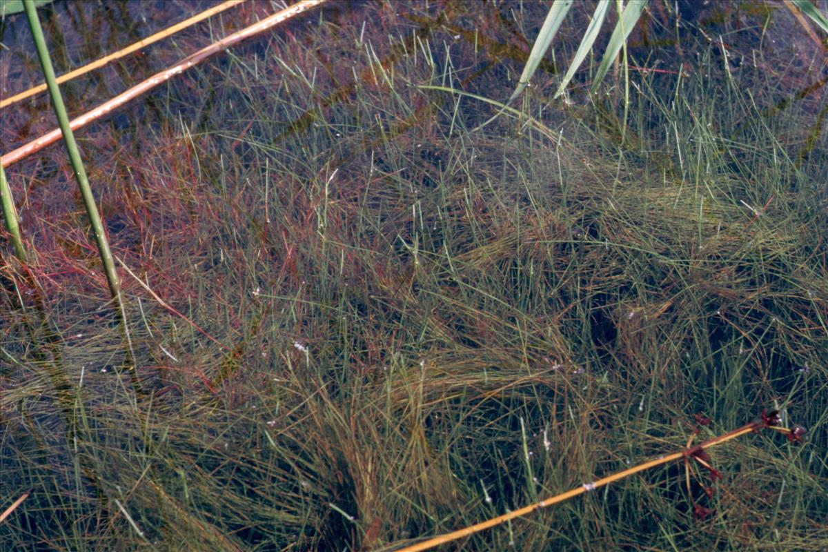 Juncus bulbosus (door Adrie van Heerden)