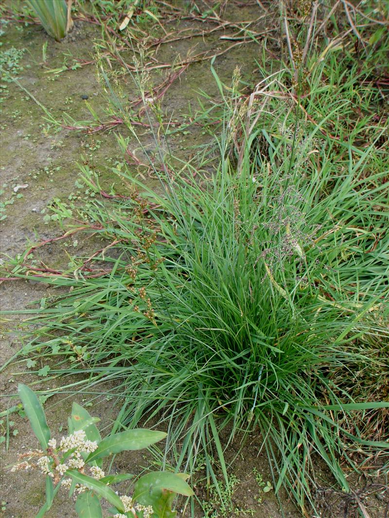 Juncus compressus (door Adrie van Heerden)