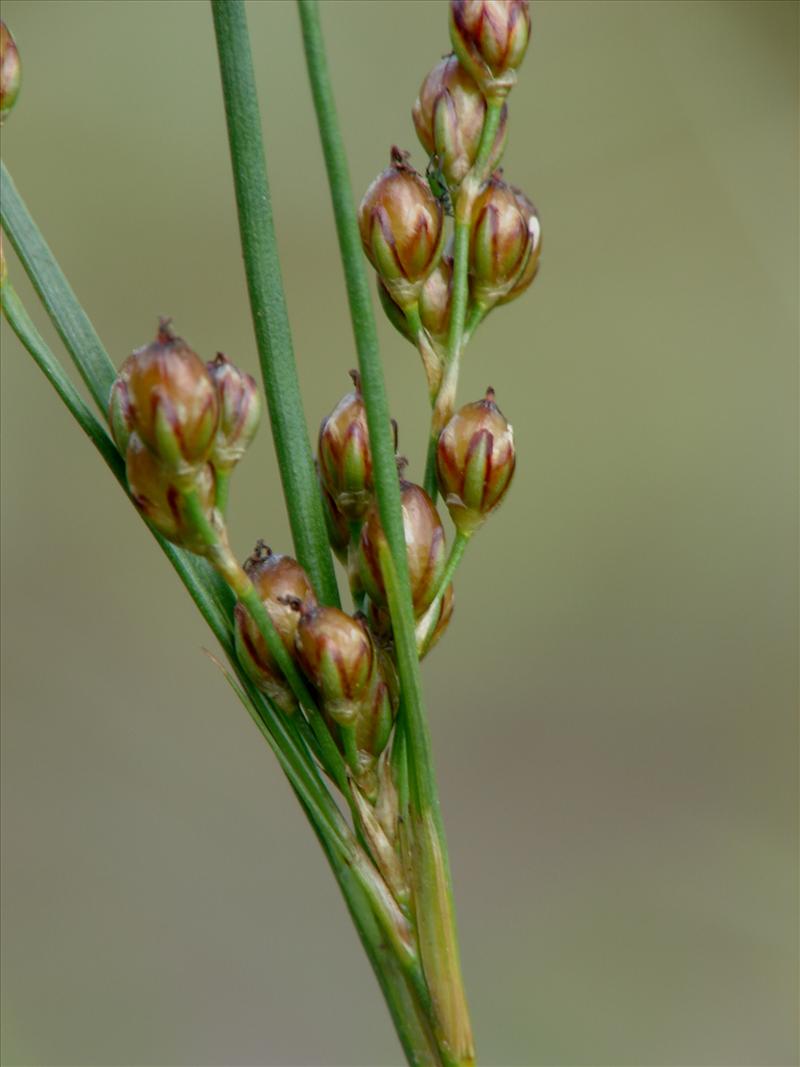 Juncus compressus (door Adrie van Heerden)