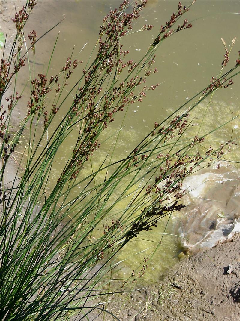 Juncus compressus (door Adrie van Heerden)