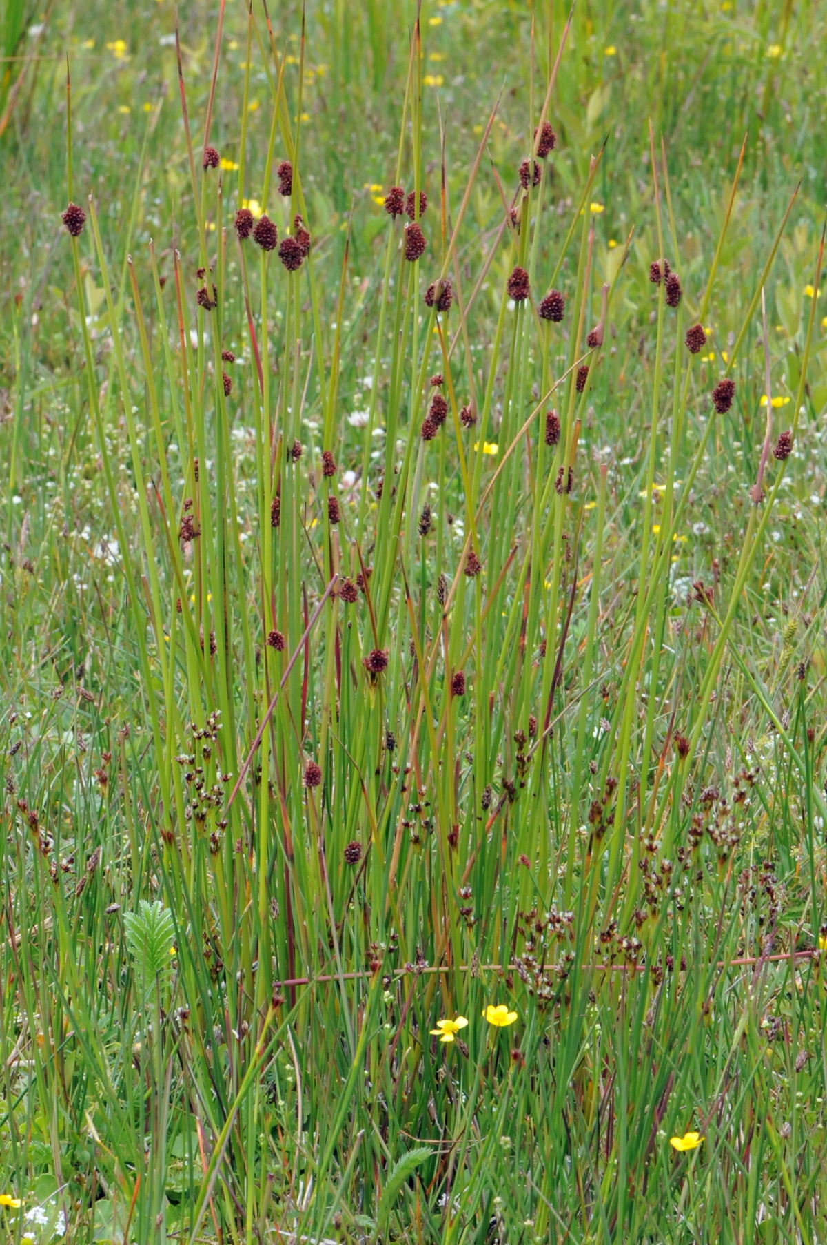 Juncus conglomeratus (door Hans Toetenel)