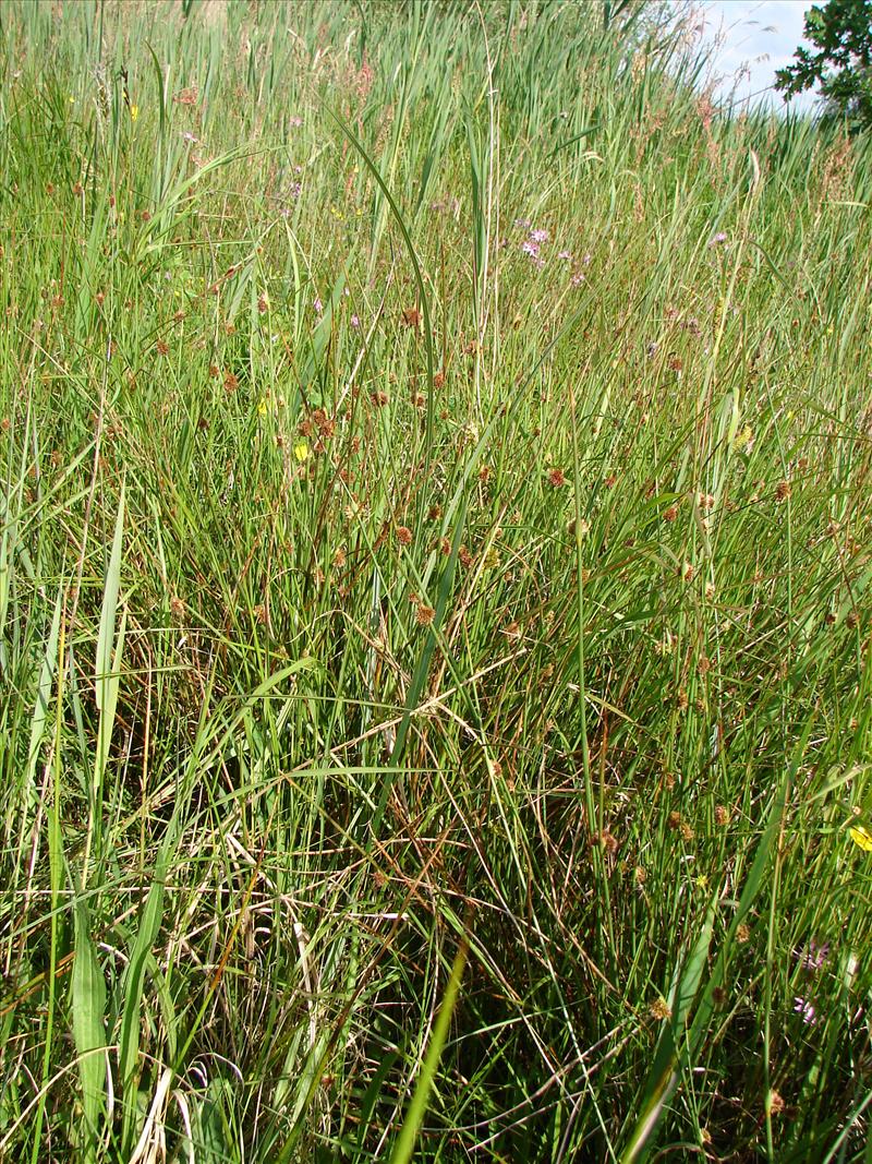 Juncus conglomeratus (door Adrie van Heerden)