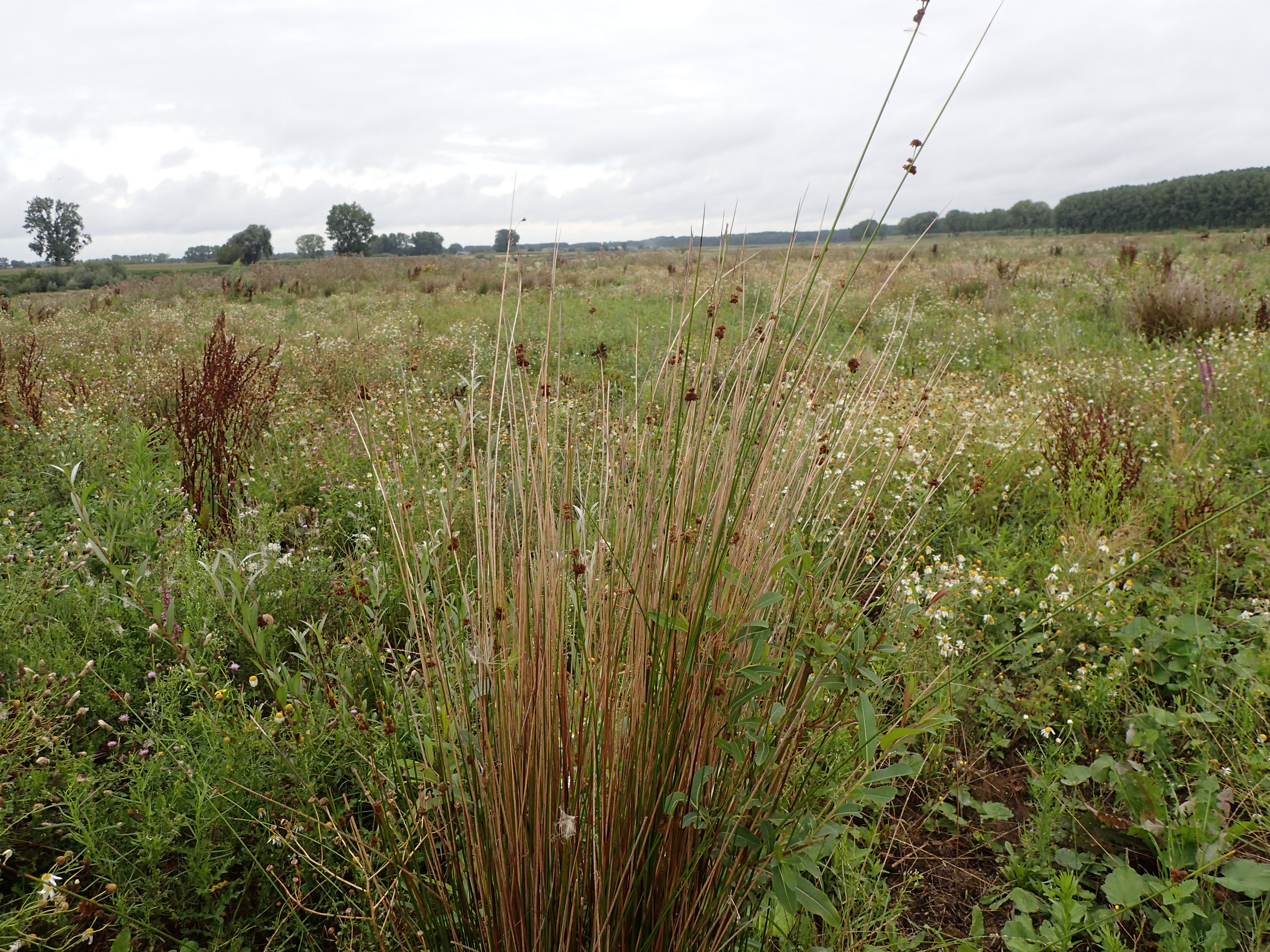 Juncus edgariae (door Sipke Gonggrijp)