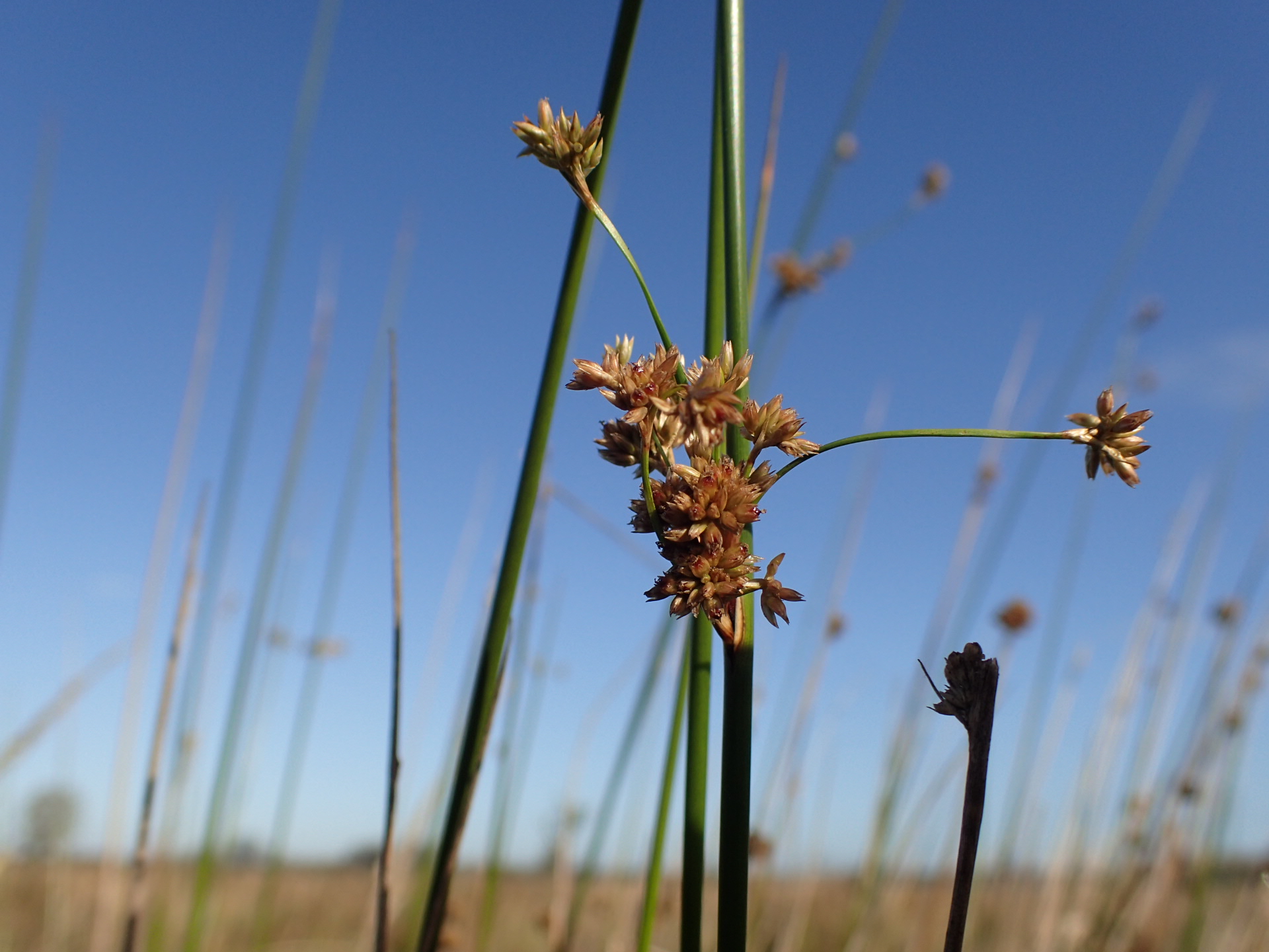 Juncus edgariae (door Sipke Gonggrijp)