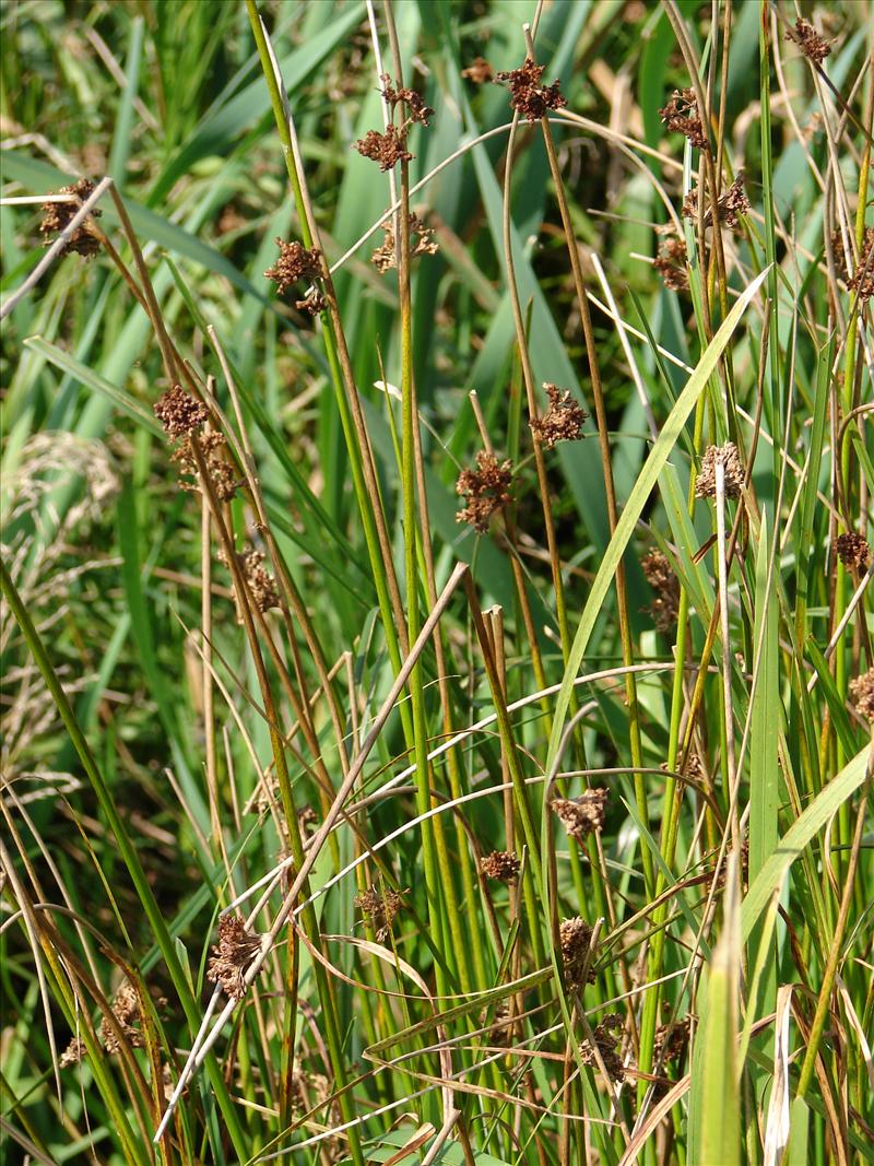 Juncus effusus (door Adrie van Heerden)