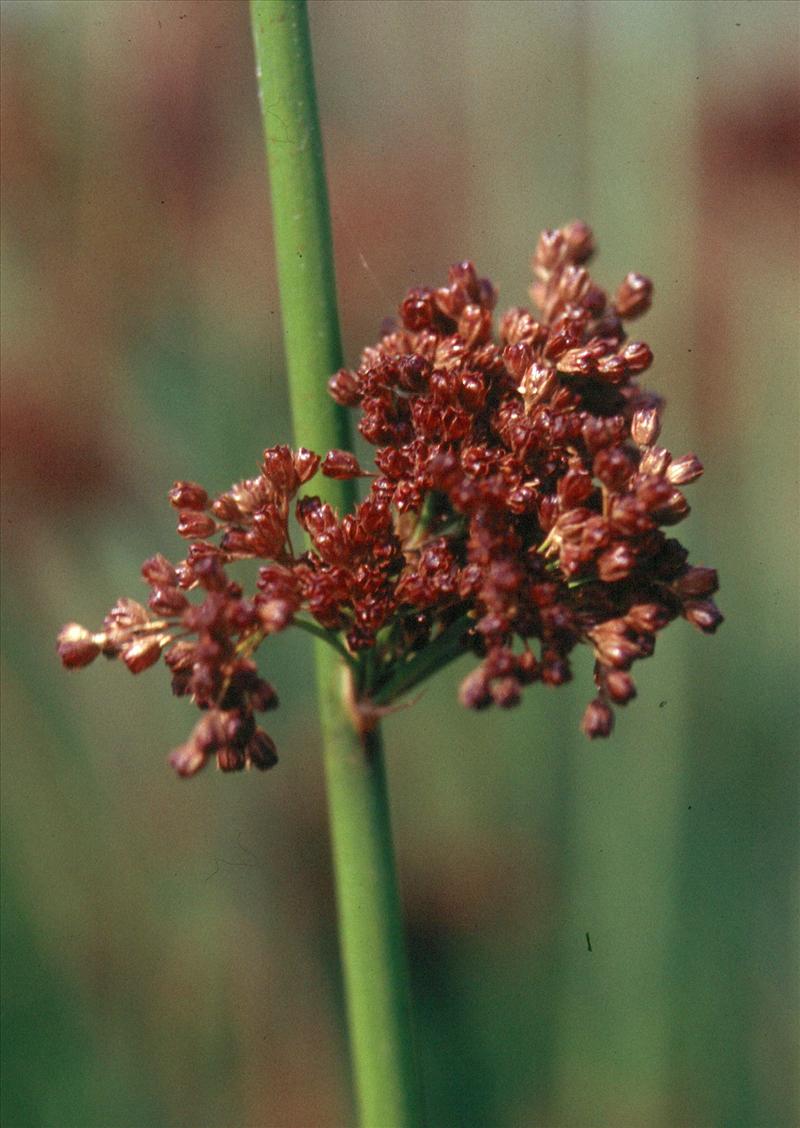 Juncus effusus (door Adrie van Heerden)