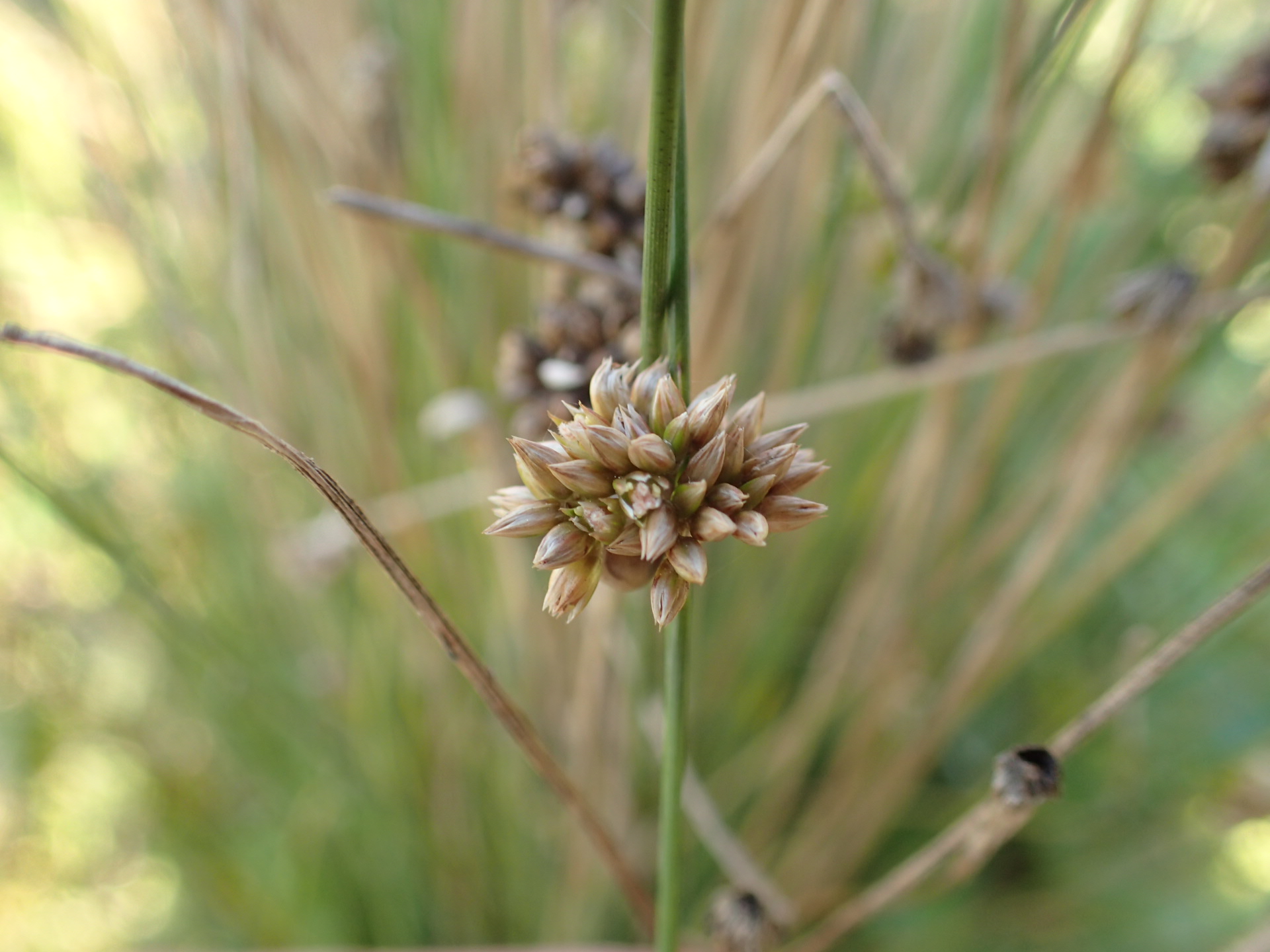 Juncus filicaulis (door Sipke Gonggrijp)