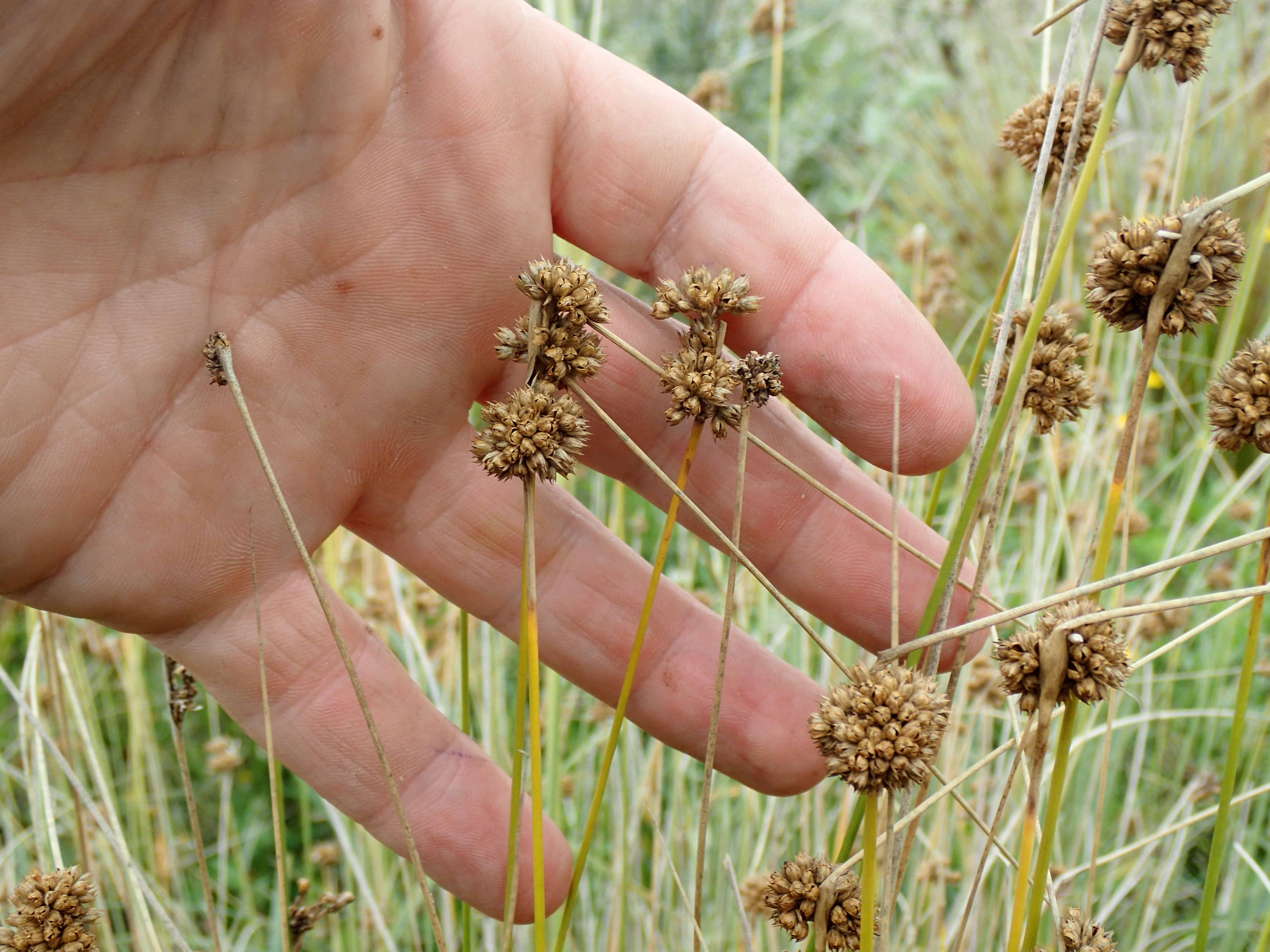 Juncus filicaulis (door Sipke Gonggrijp)