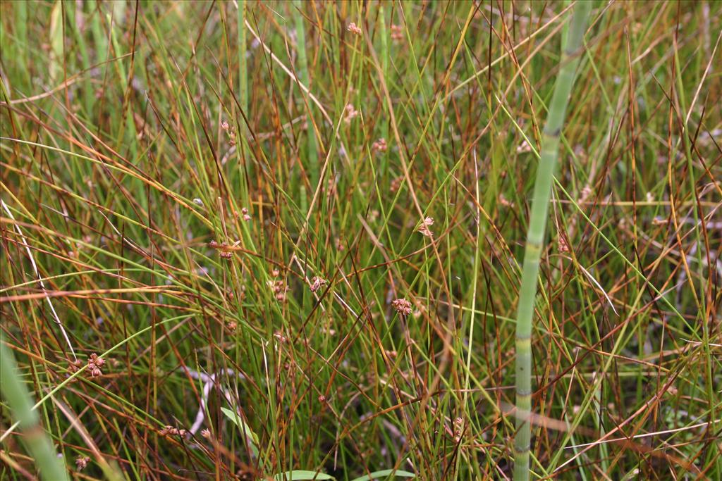 Juncus filiformis (door Niels Jeurink)