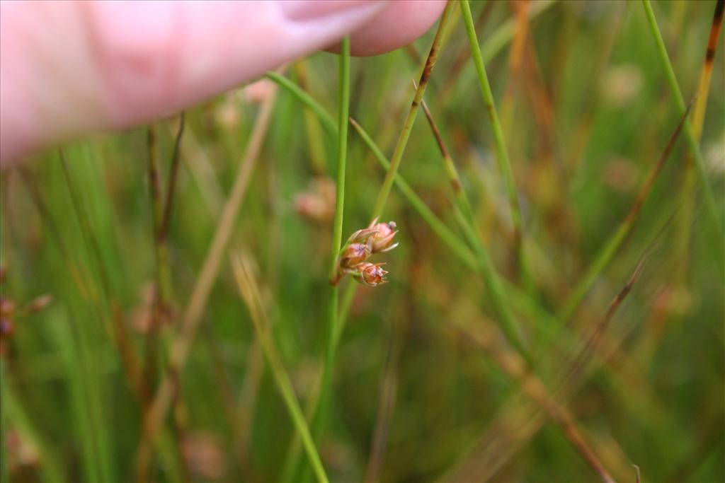 Juncus filiformis (door Niels Jeurink)