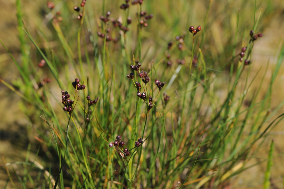 Juncus gerardii (door Hans Toetenel)