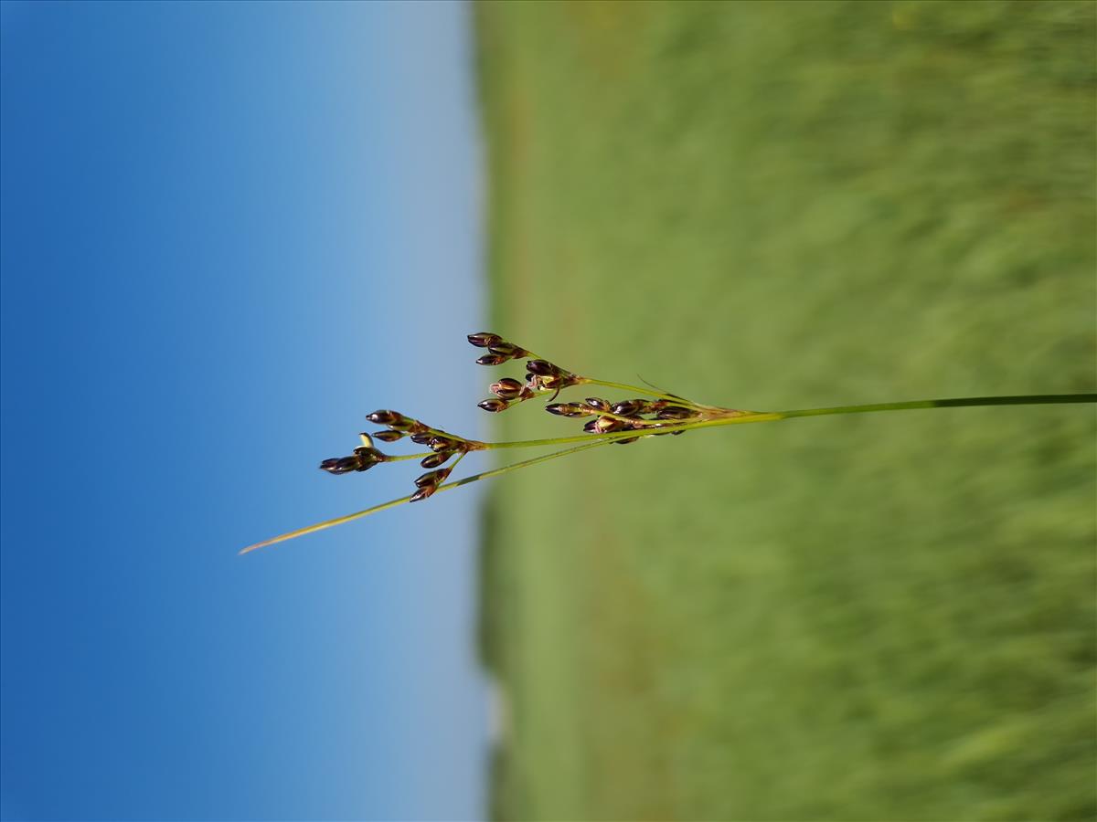 Juncus gerardii (door Stefan van Meijeren)