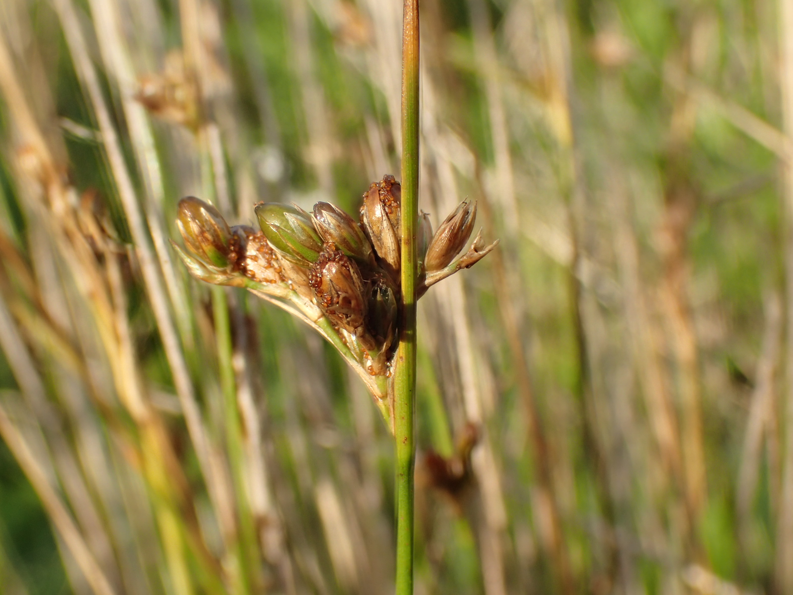 Juncus imbricatus (door Sipke Gonggrijp)