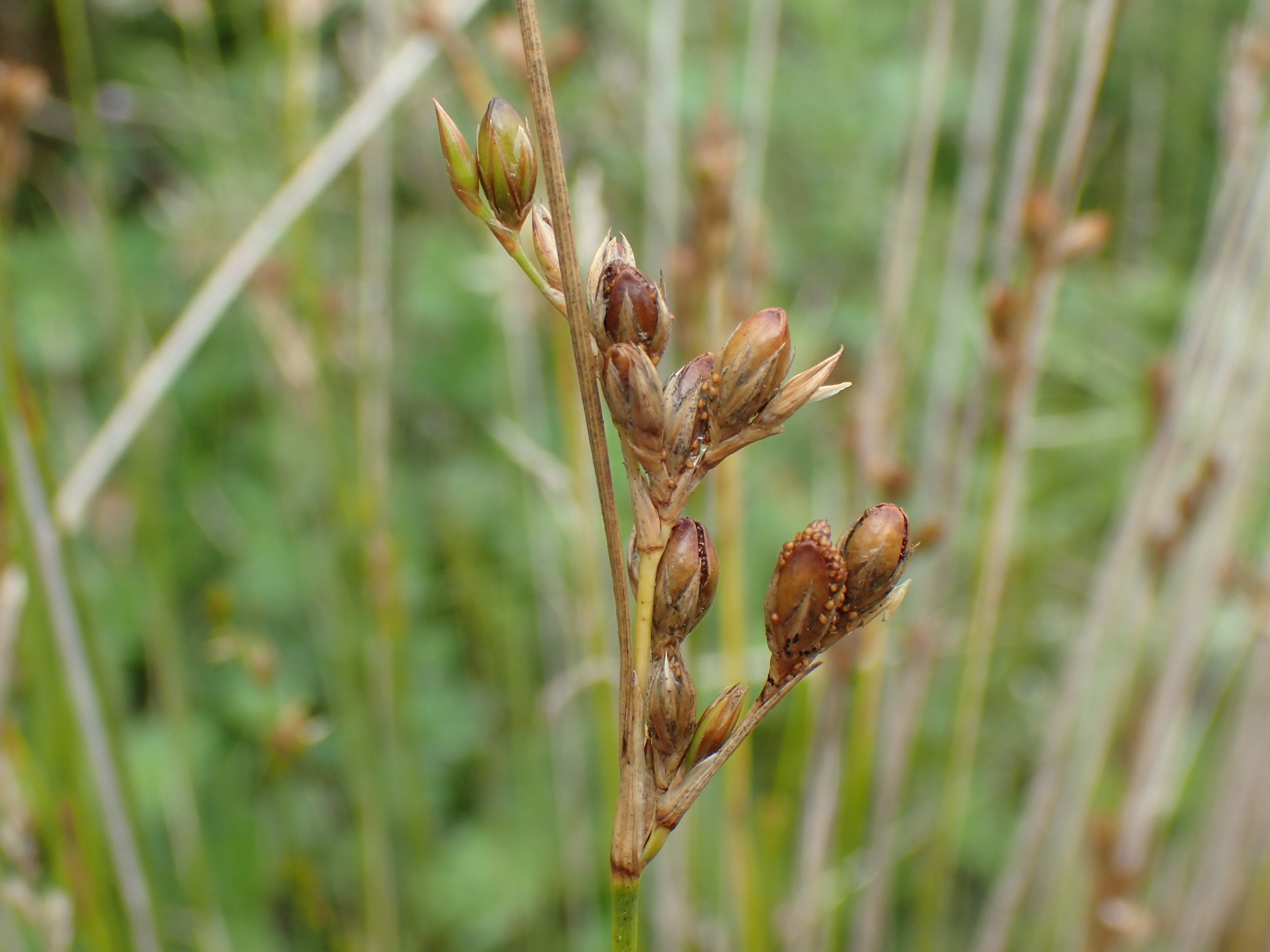 Juncus imbricatus (door Sipke Gonggrijp)