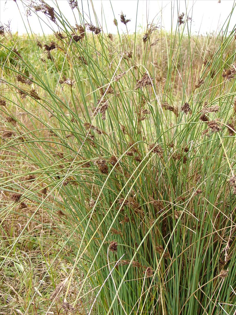 Juncus inflexus (door Adrie van Heerden)