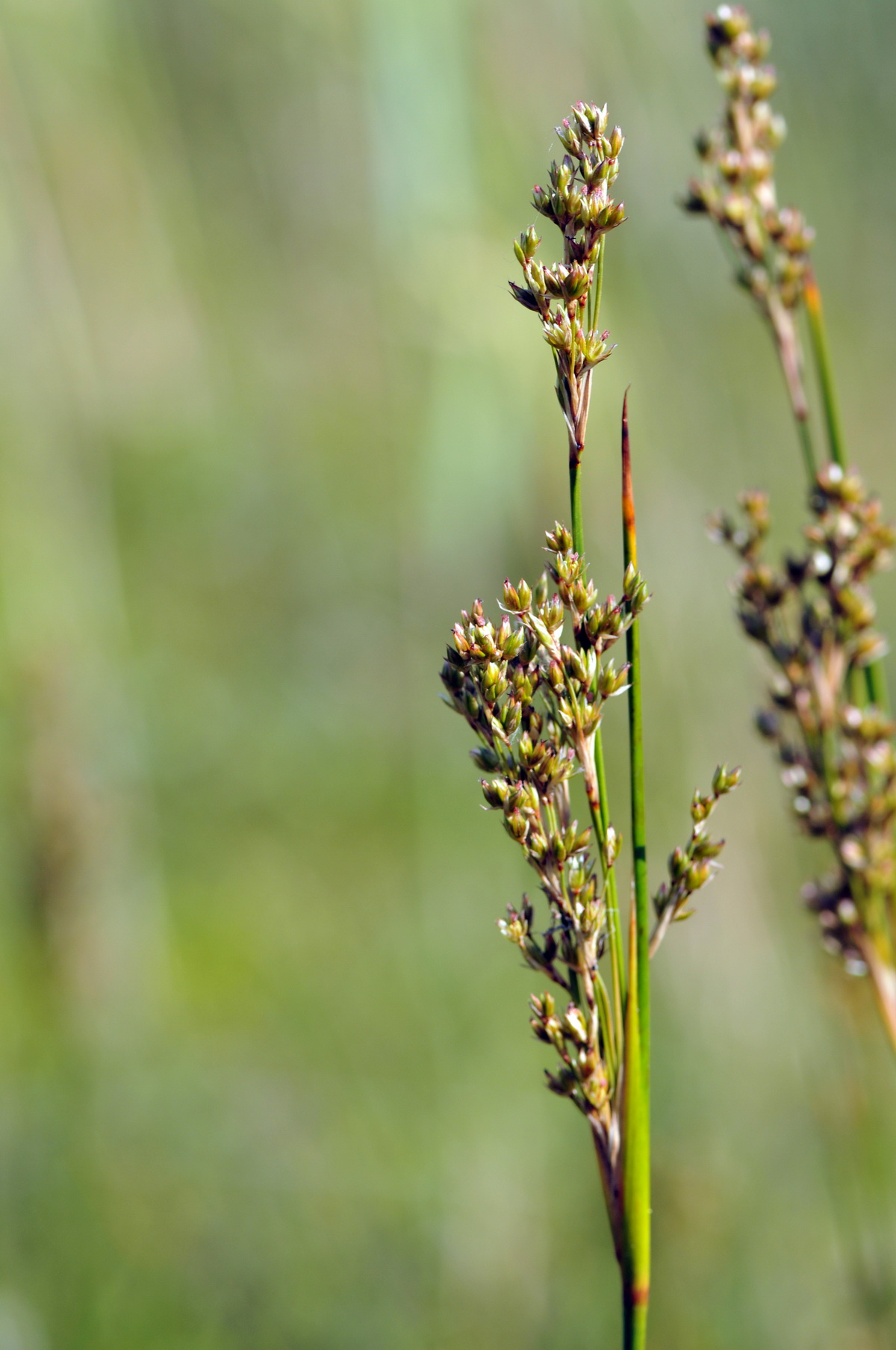 Juncus maritimus (door Hans Toetenel)