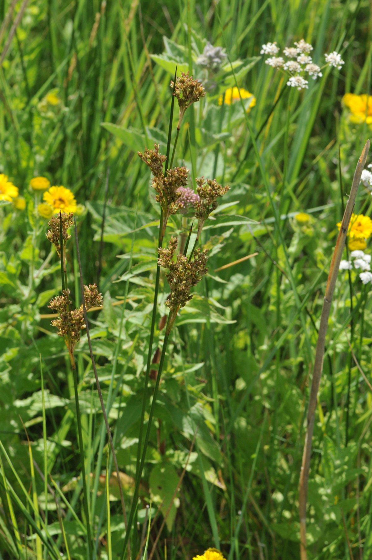 Juncus maritimus (door Hans Toetenel)