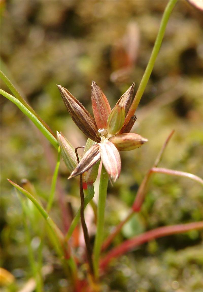 Juncus pygmaeus (door Adrie van Heerden)